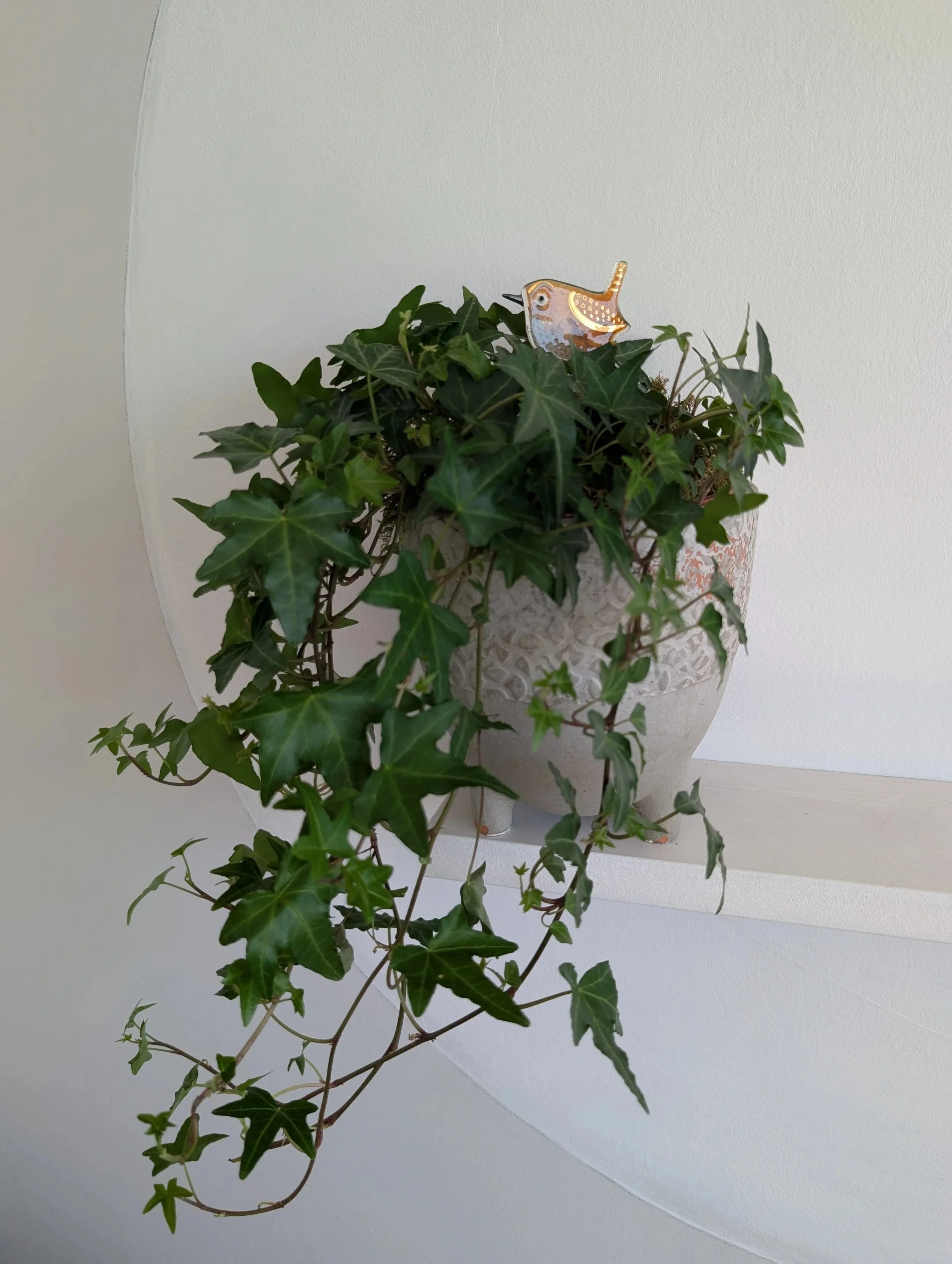 Jenny Wren plant decoration