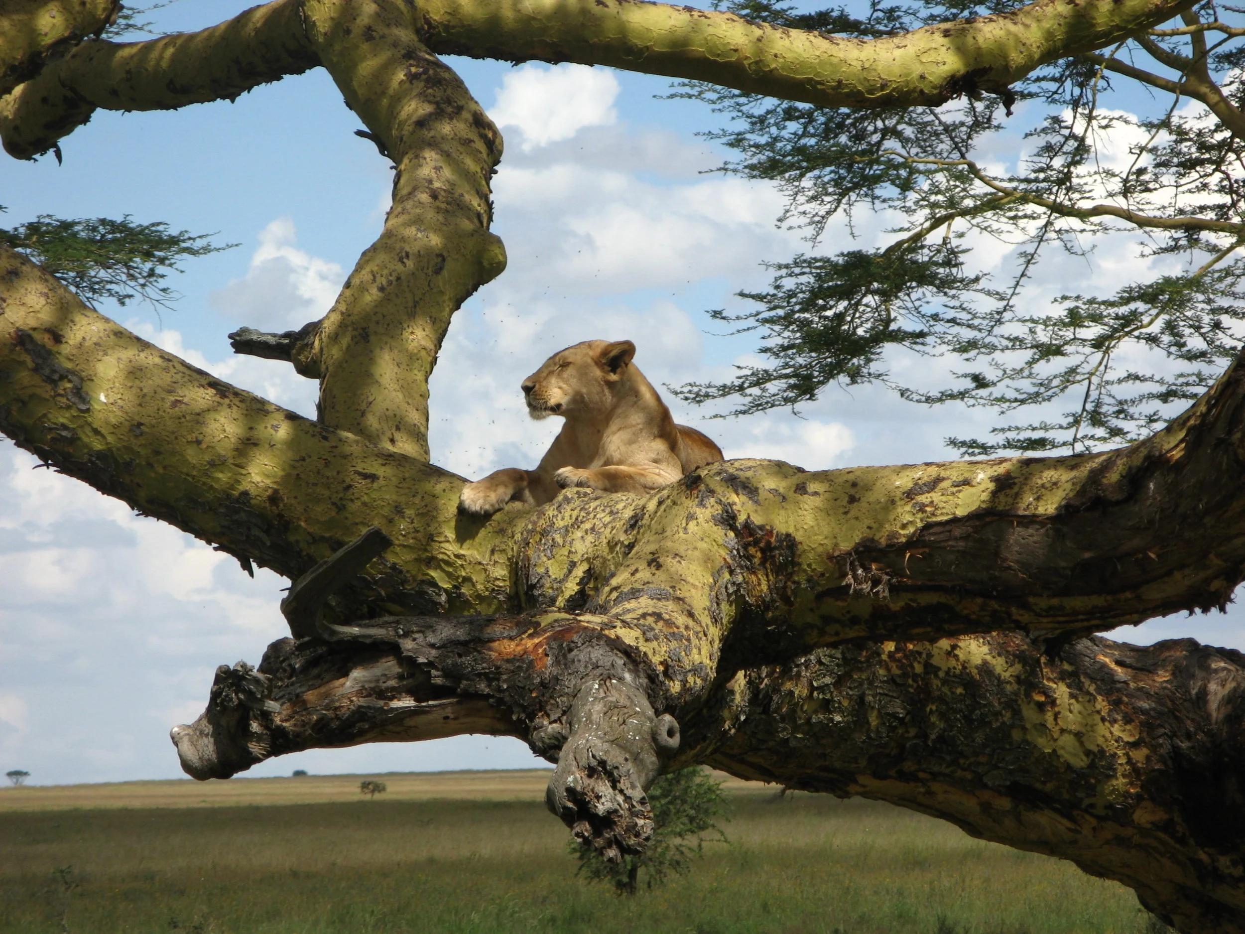 Tree lion