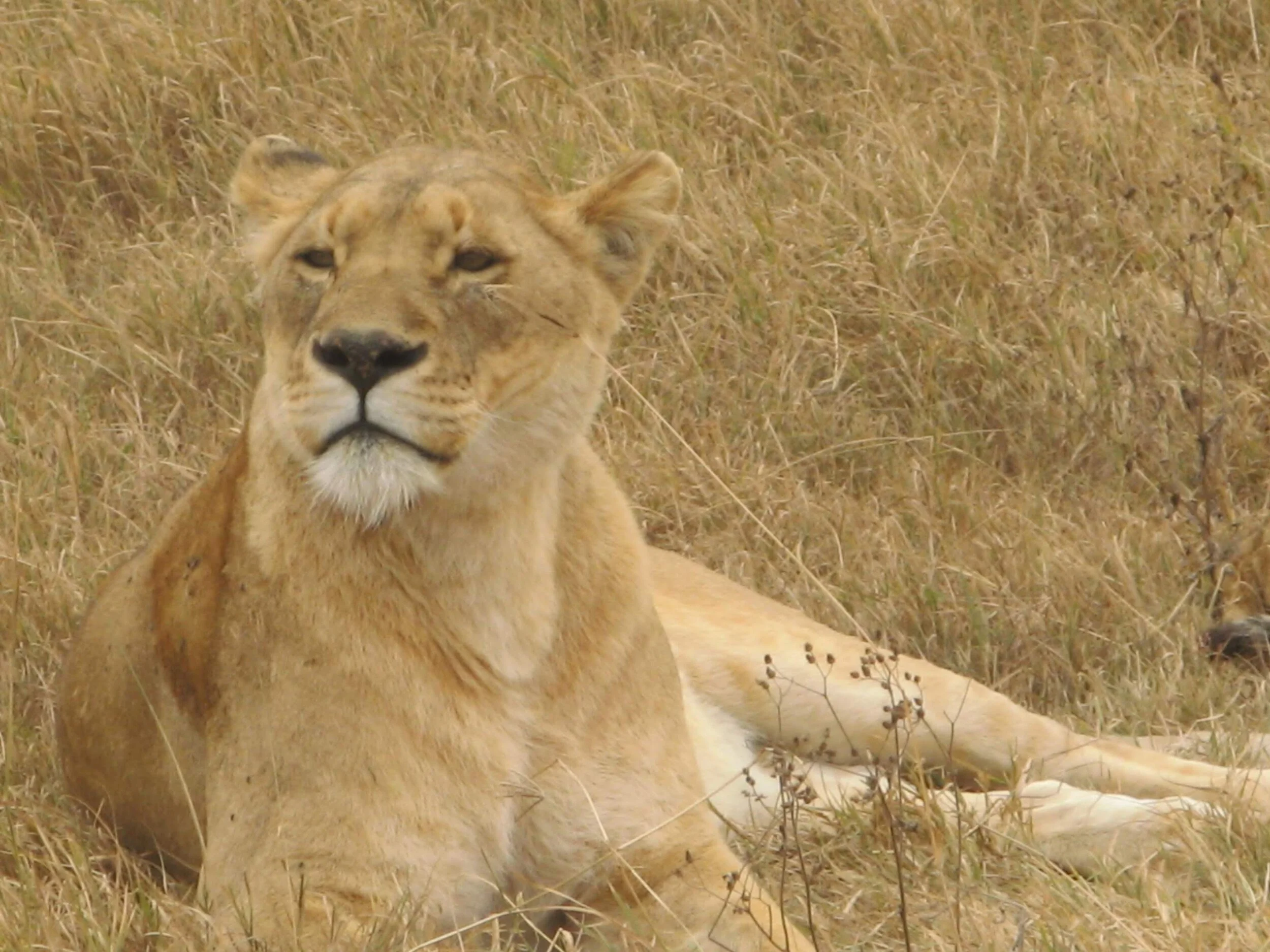 The adventure of trying something new 