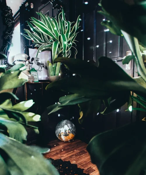 Disco ball when sun shines on it !