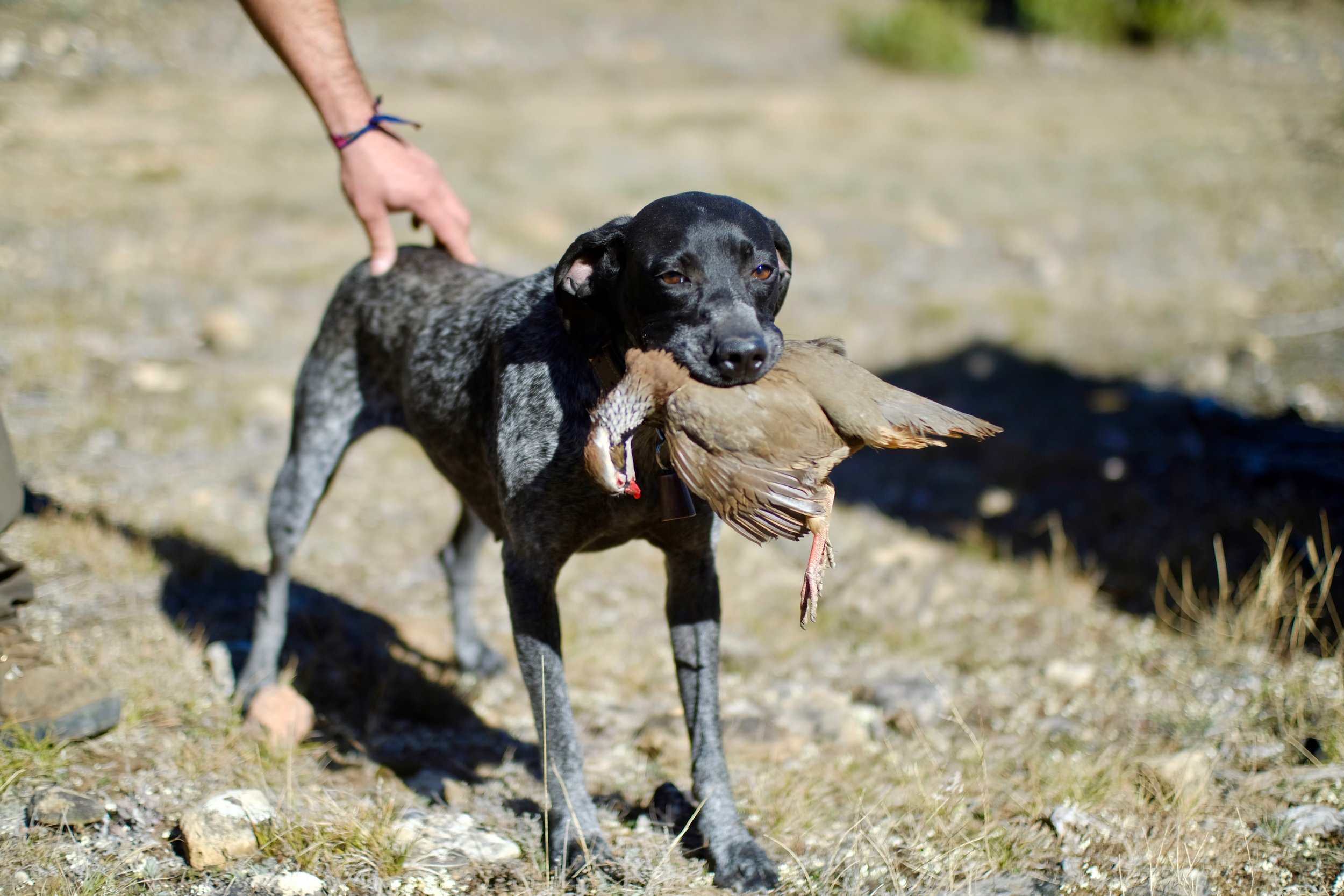 quintanar-partridge-shooting-spain