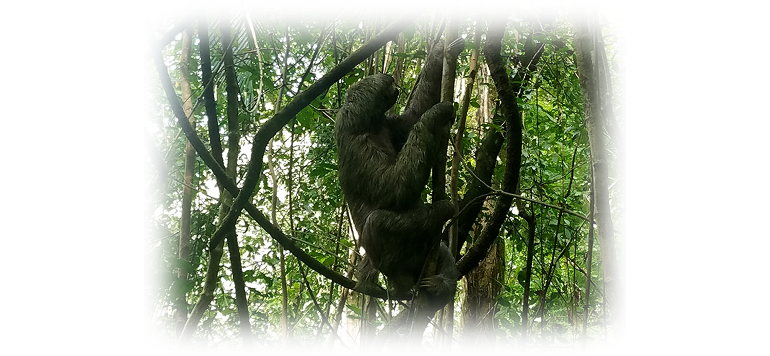 costarica-sloth.png