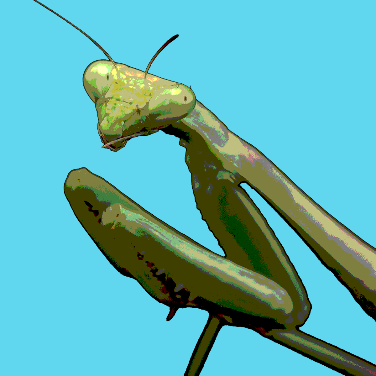 praying-mantis_2.png