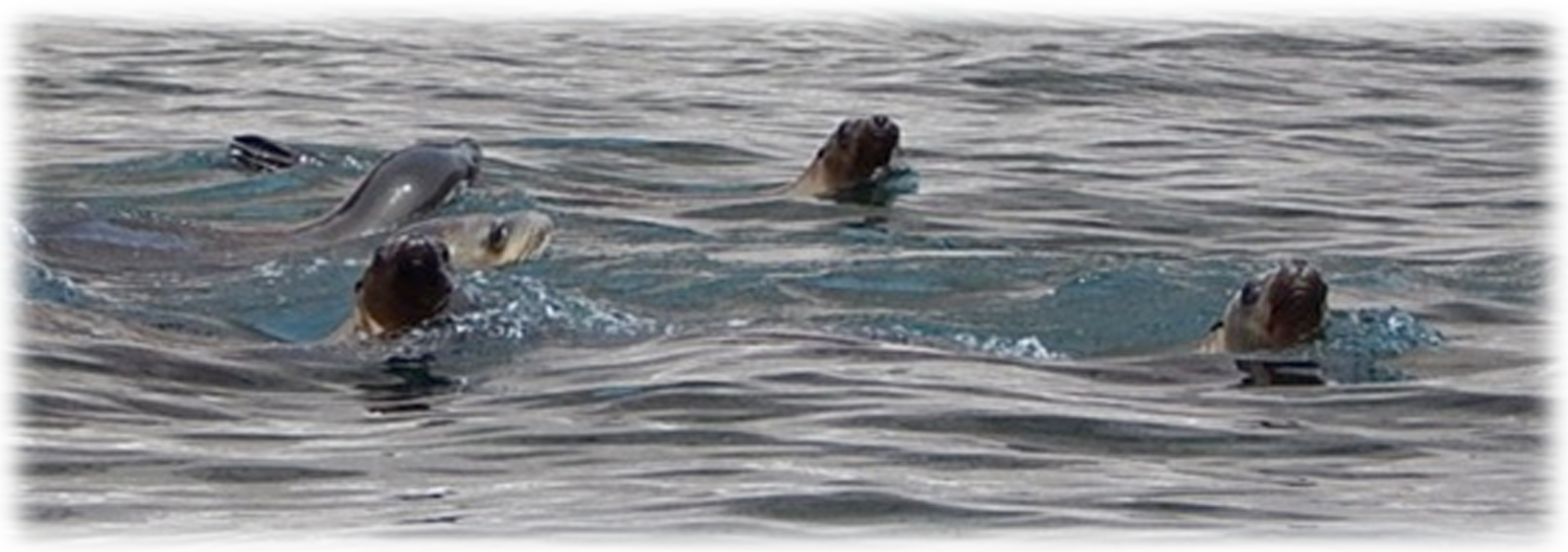 No sighted whales, but a playful young sea lion has been leaping around the boat and pods of dolphins cavorting nearby on both days.