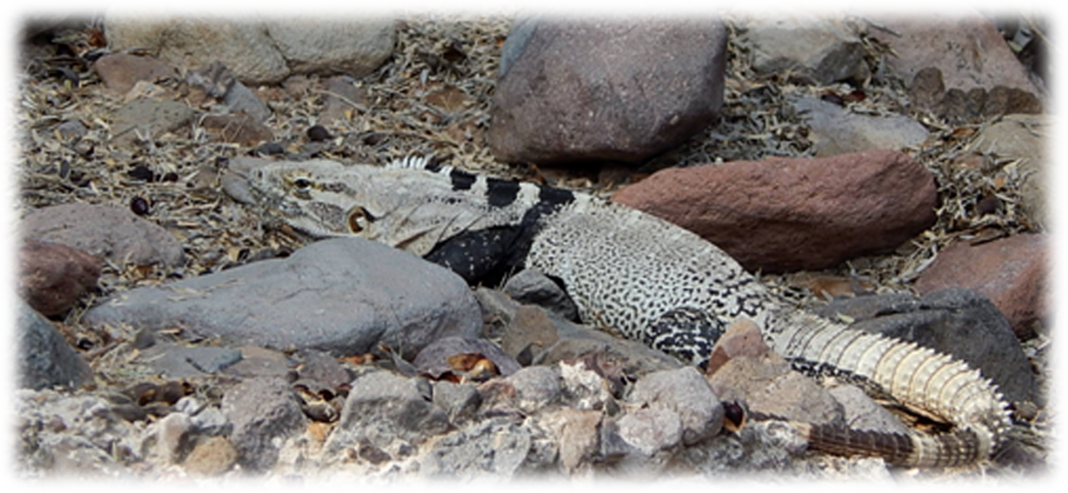 chuckwalla.png