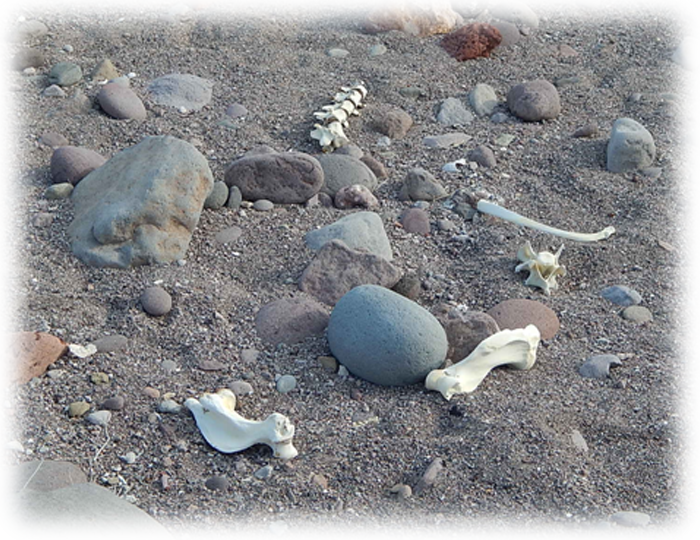 bones on the sand