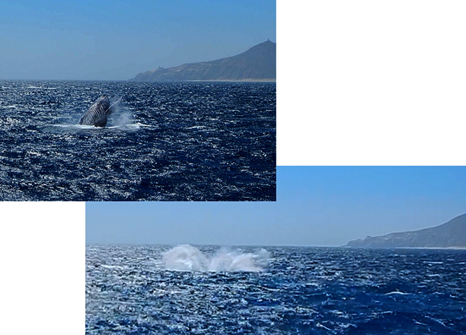coppercanyon-whales.png