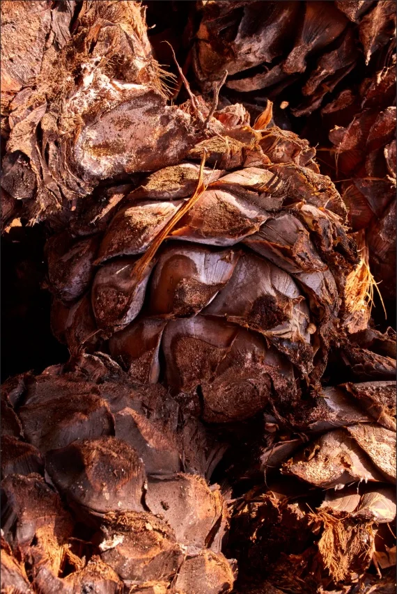 Maguey cocido verticle LR GH.jpg