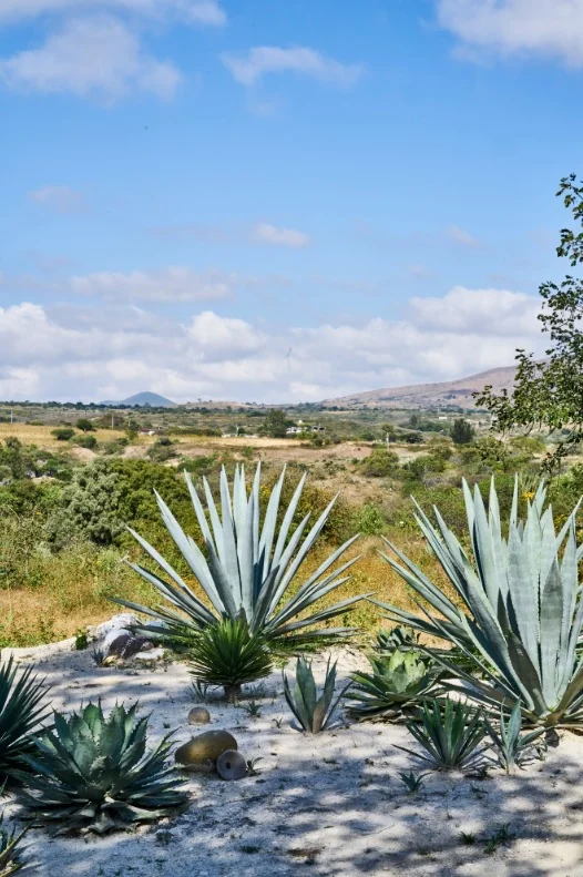 Jardin de magueyes LR GH.jpg