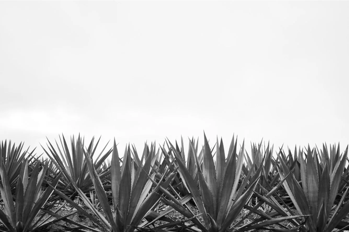Magueyes BW LoR.jpg