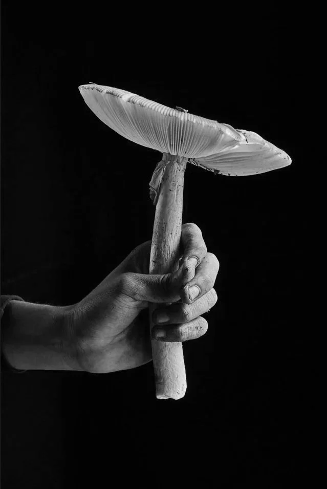 Wild Mushroom Foraging in the Sierra Sur