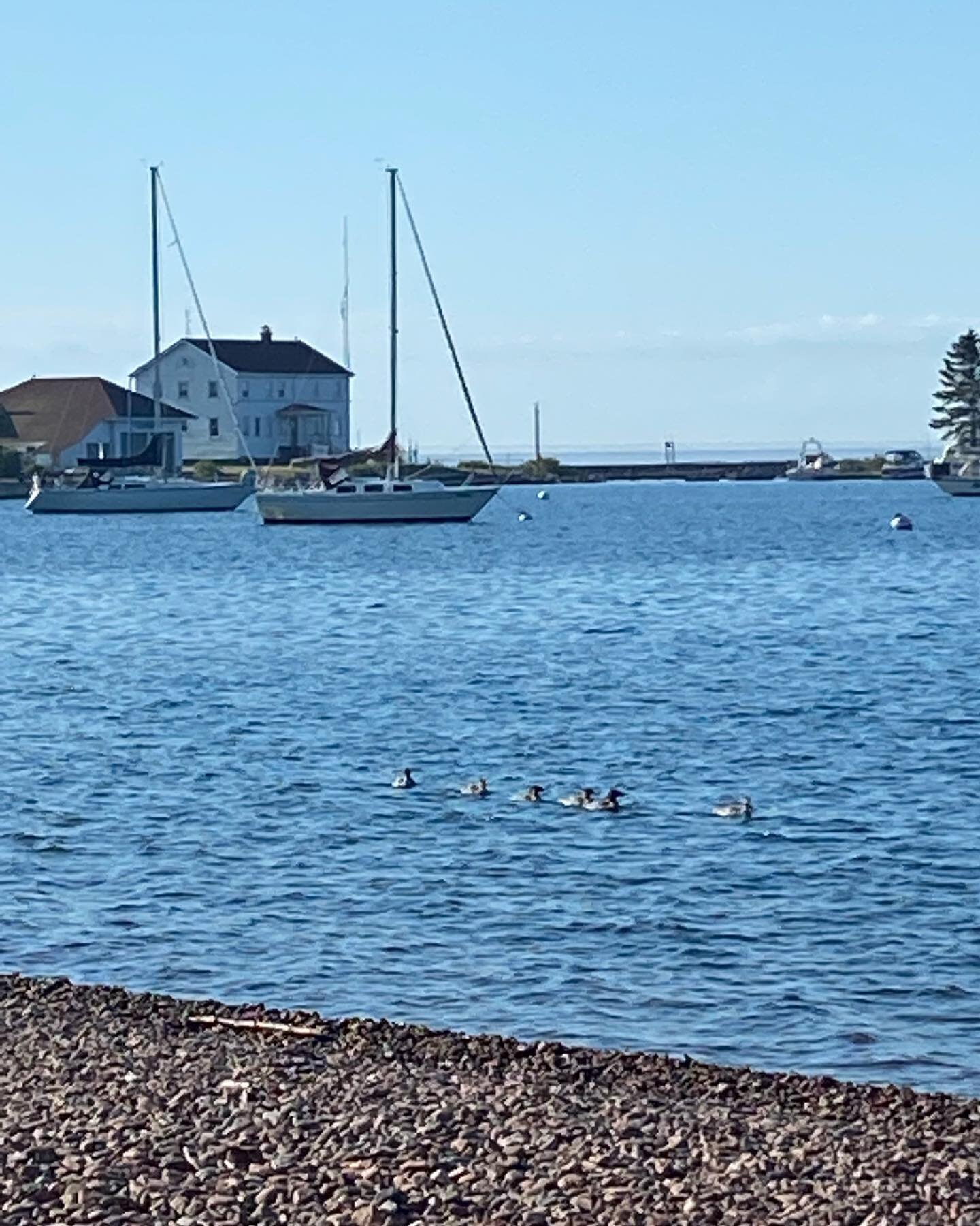 Harbor watch: life was abundant with many birds including this family of ducks. Was joined by two persons this morning.
