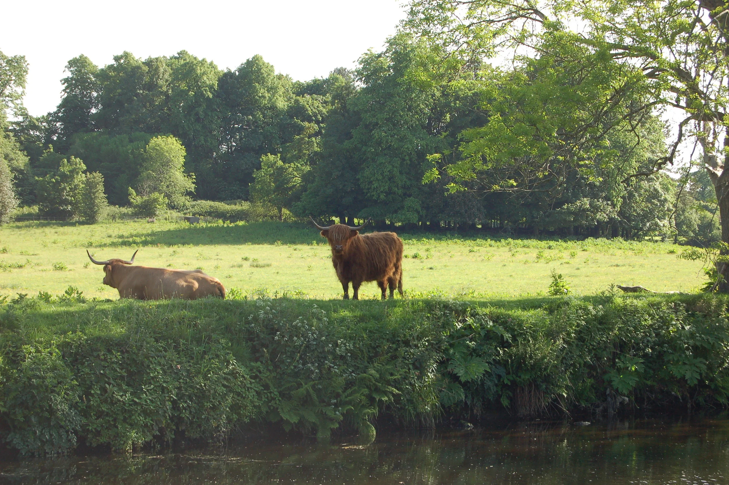 Hairy coo
