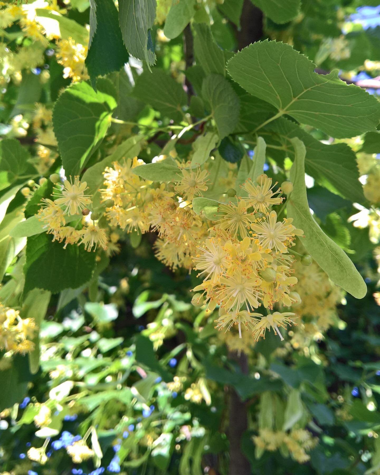 🌼 Lime 🍋 doesn&rsquo;t come from the tree that produces the limes we eat, but from the Tilia genus. In the U.K. we have two native species, the small leaved lime (Tilia cordata) and the large leaved lime (Tilia platyphyllos). These two hybridise ea