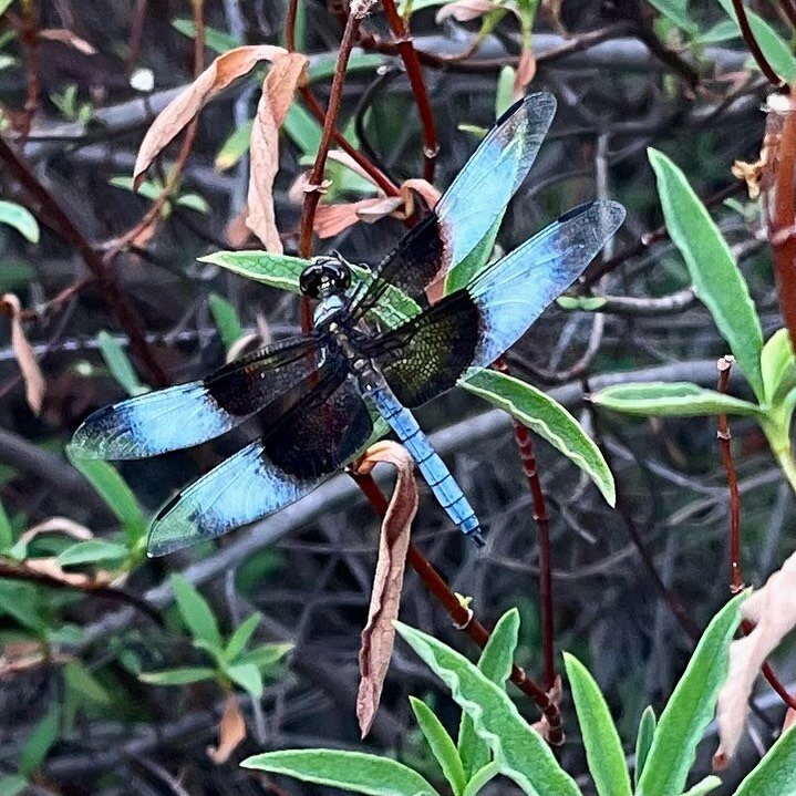 The beautiful blue dragonfly here in Sonoma 😍! #nature #naturephotography #naturegirl #sonoma