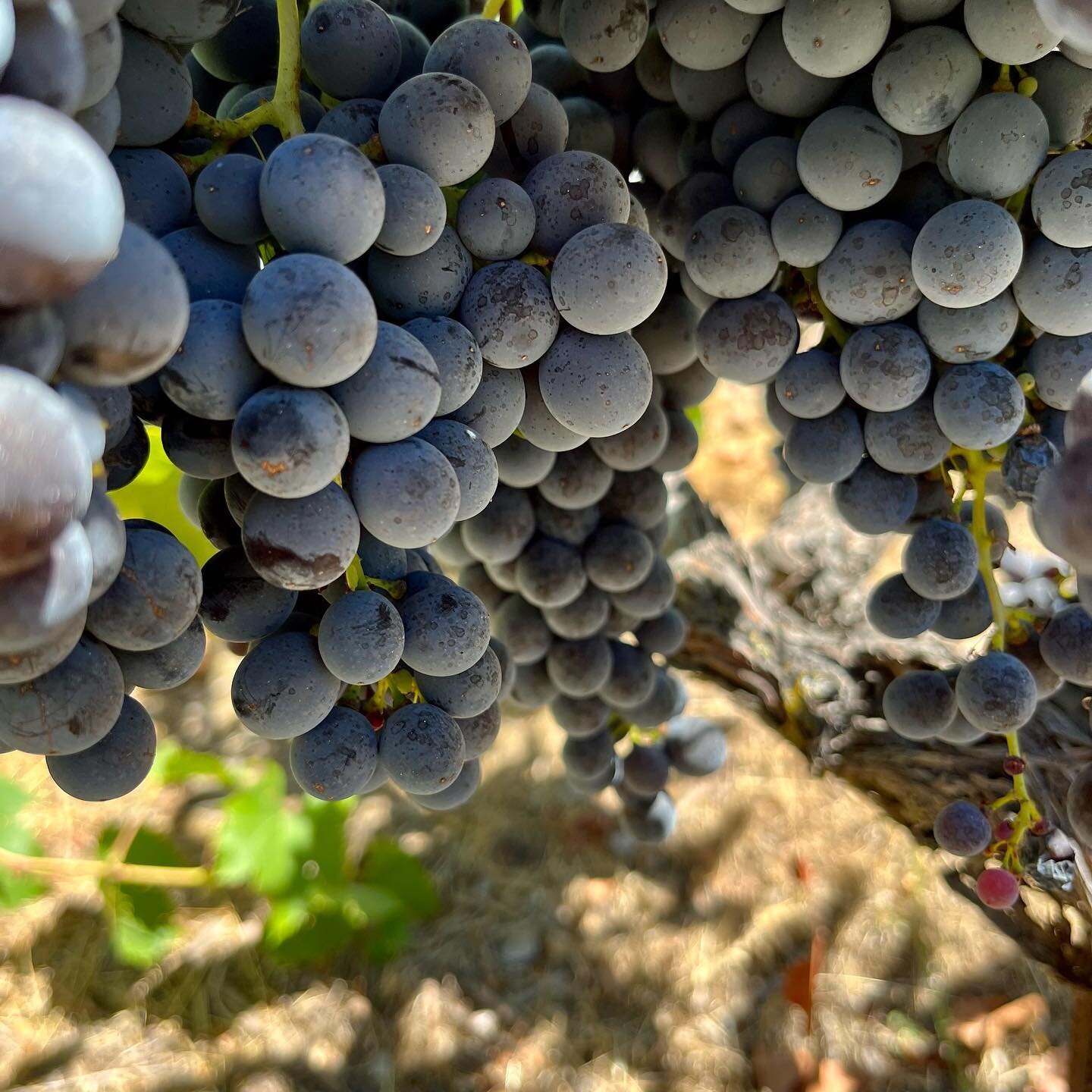 Bringing in the Sangiovese harvest tomorrow which coincides with our oldest son  Jacob&rsquo;s 17 th birthday 😍🍇! Extra special harvest 2022 #family #harvest #sangiovese #farmgirl #familywinery #moonmountain