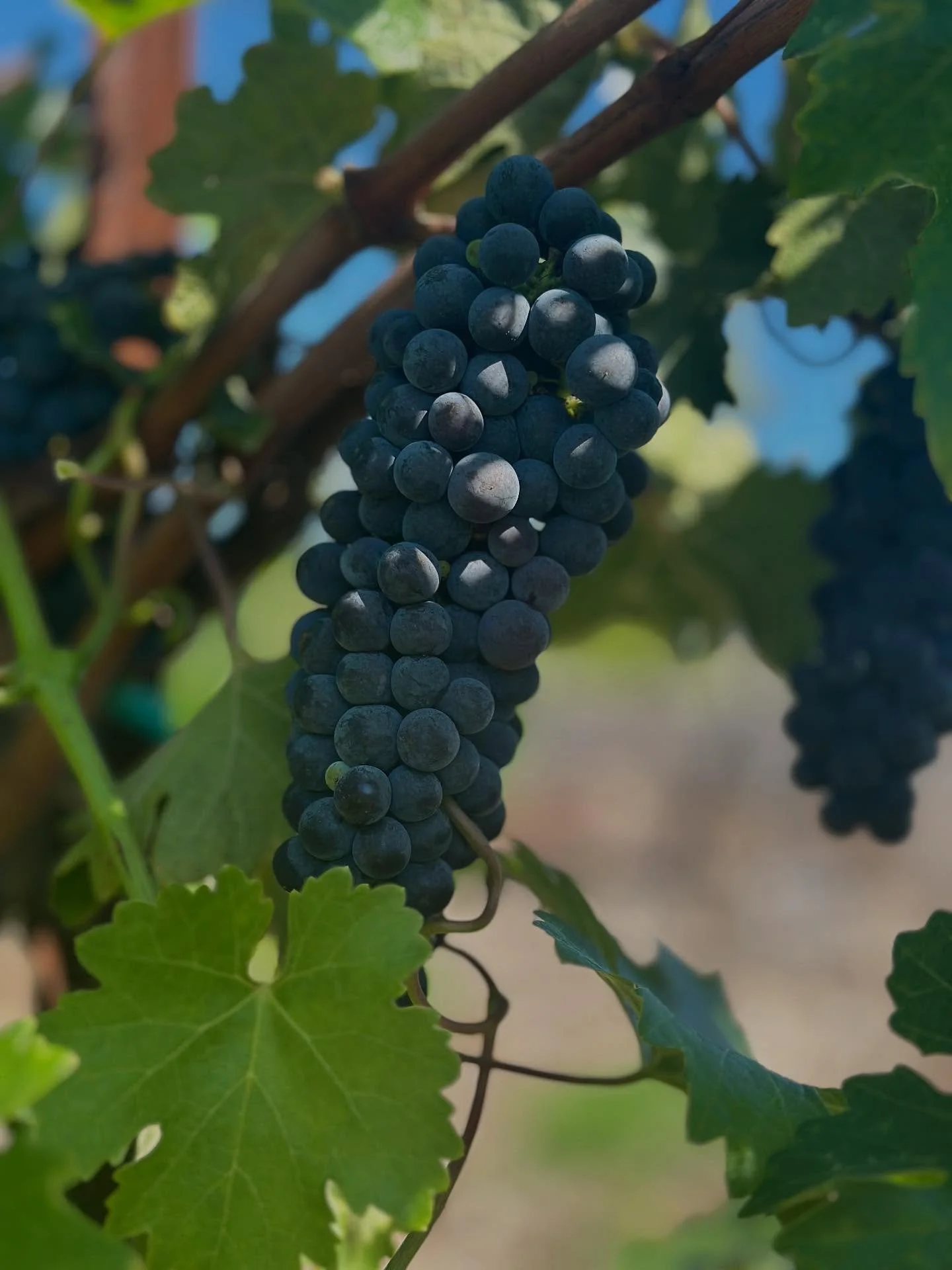 Well the time has come!🎉🍇 we are harvesting our 2025 Cabernet Sauvignon tomorrow- the heatwave yesterday has pushed the Brix over the finish line.  I am happy to see Bobby ( the bobcat) is back- day and night helping with integrated pest management