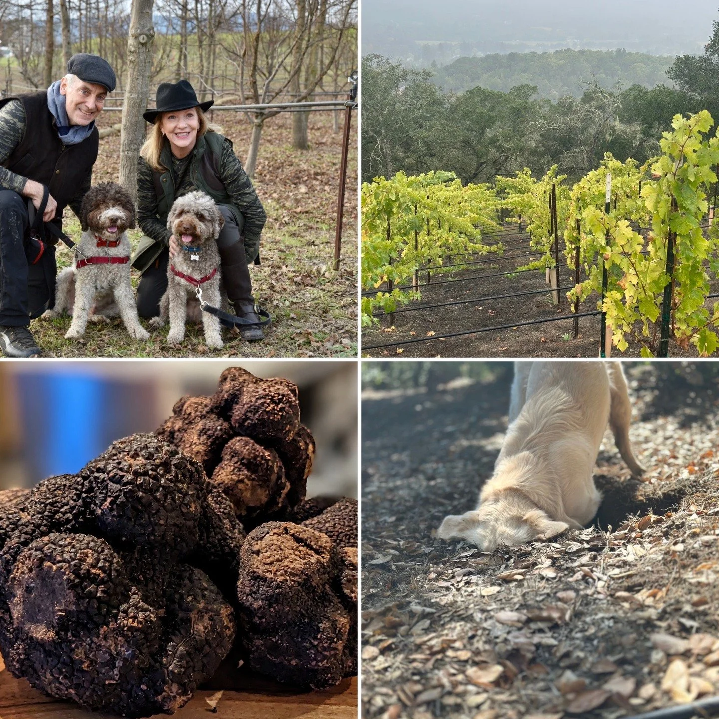 We are excited to be offering Scouting Sonoma: A Truffle hunt and Wine experience with our wines &amp; @the.truffle.hunters in December. Learn More in our Link.in.bio
#truffle #sonoma #wine #agrotourism