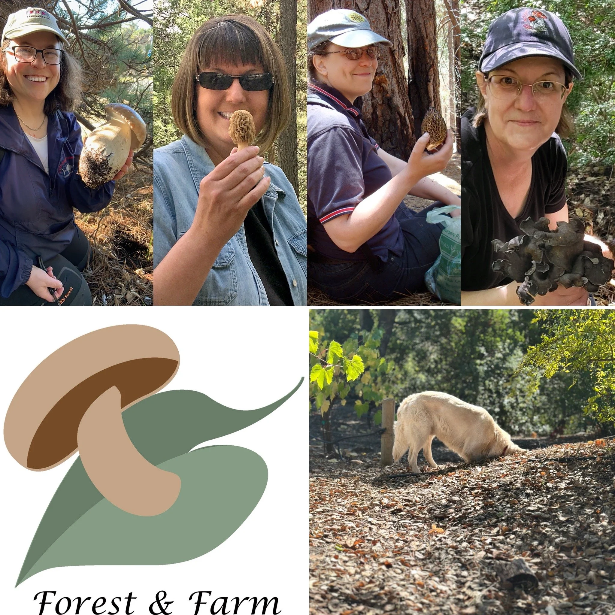 Wine &amp; Wild Mushroom Lunch with Forest &amp; Farm