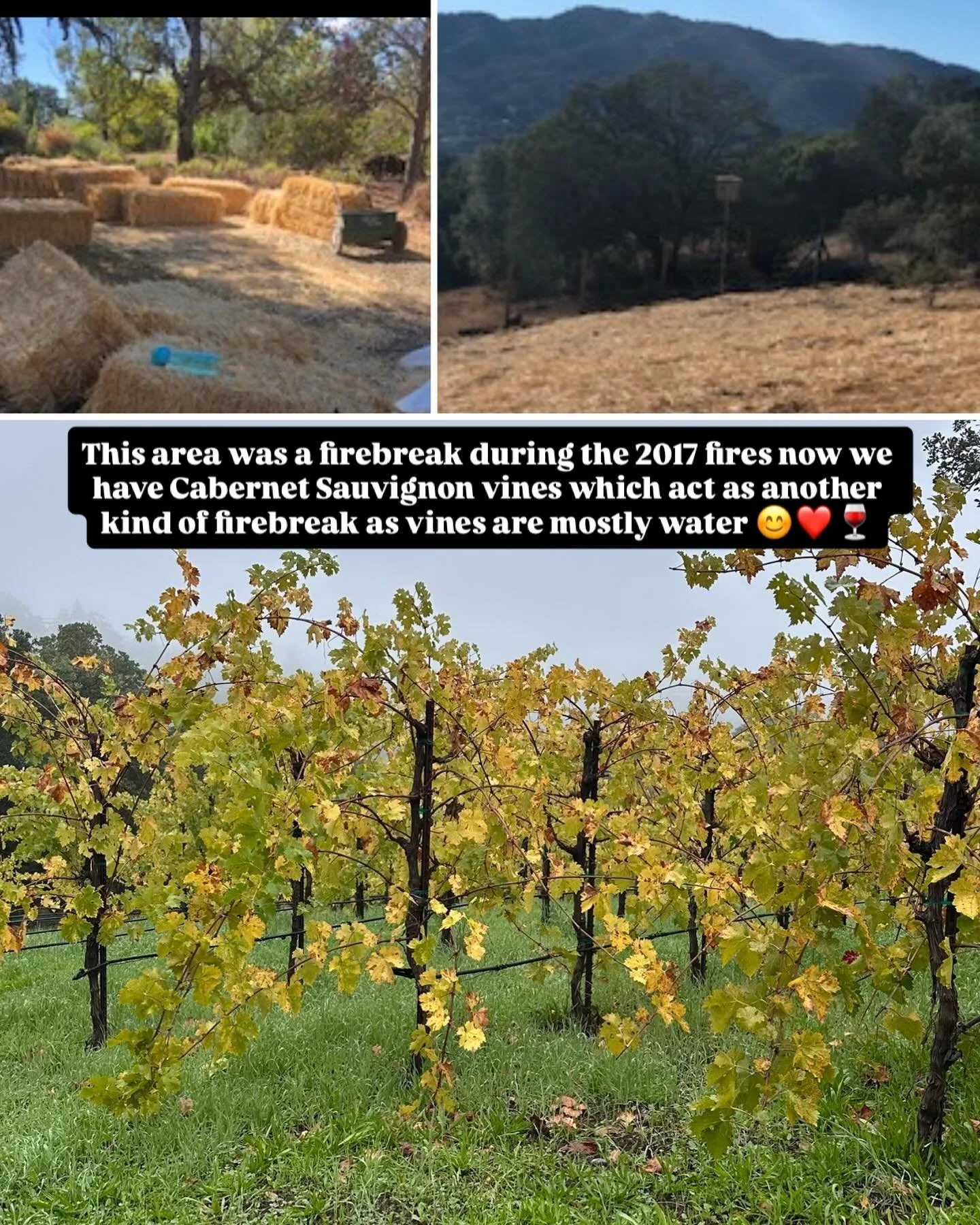 2018 -2017 Firebreak now our garden block of Cabernet Sauvignon vines which also act as a firebreak. 🍷# sonomastrong # sonoma wine