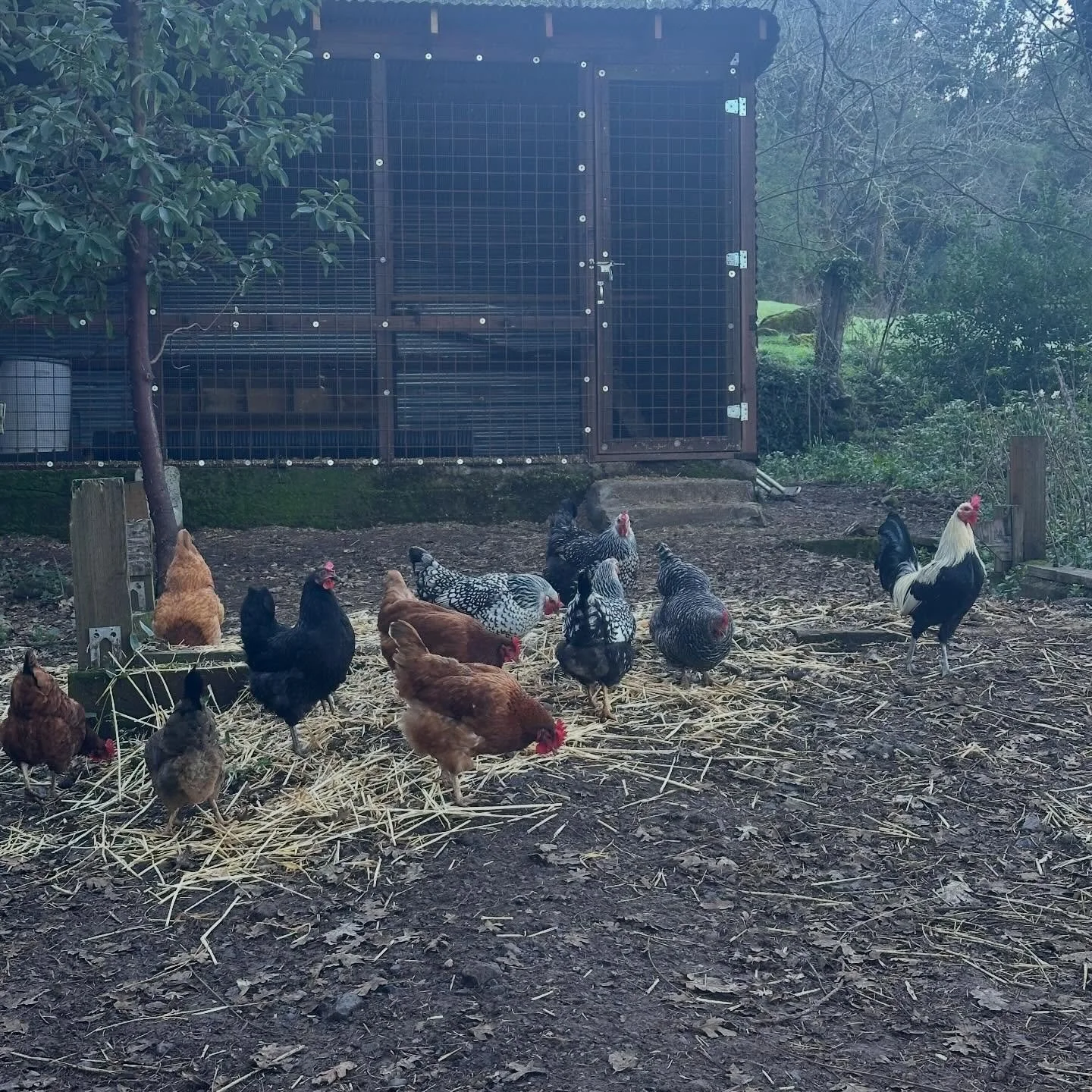 Farm friends in Kenwood😀!