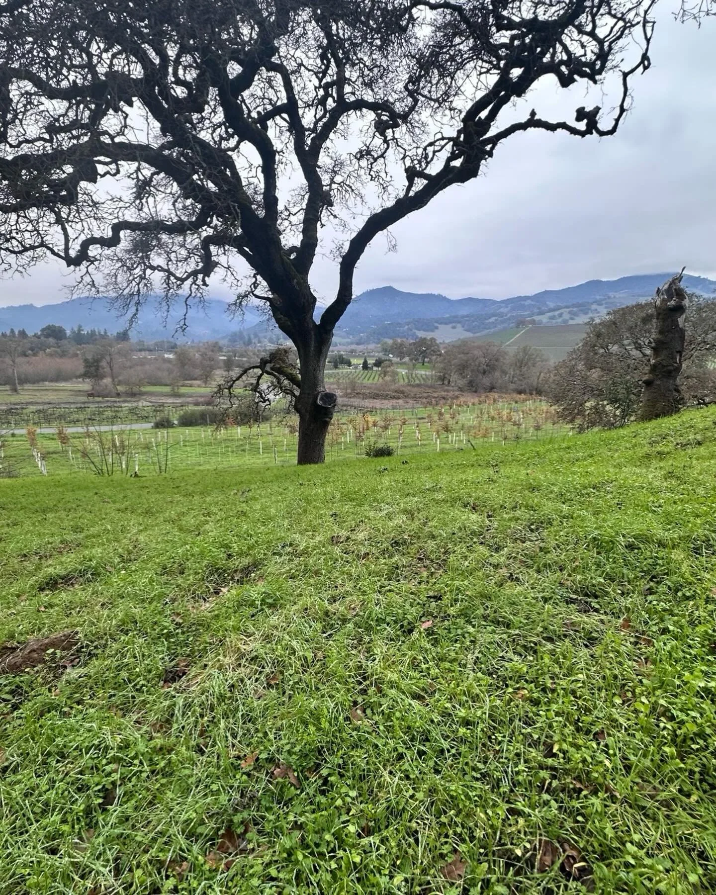 Join us for Sip, Sunset &amp; Stroll. Take a scenic walk with winemaker Carol, savoring award-winning estate wines while soaking in the views and discovering the vineyard&rsquo;s secrets. Learn more in linkin.bio. Minimum 4 people. #sonomawine #sonom
