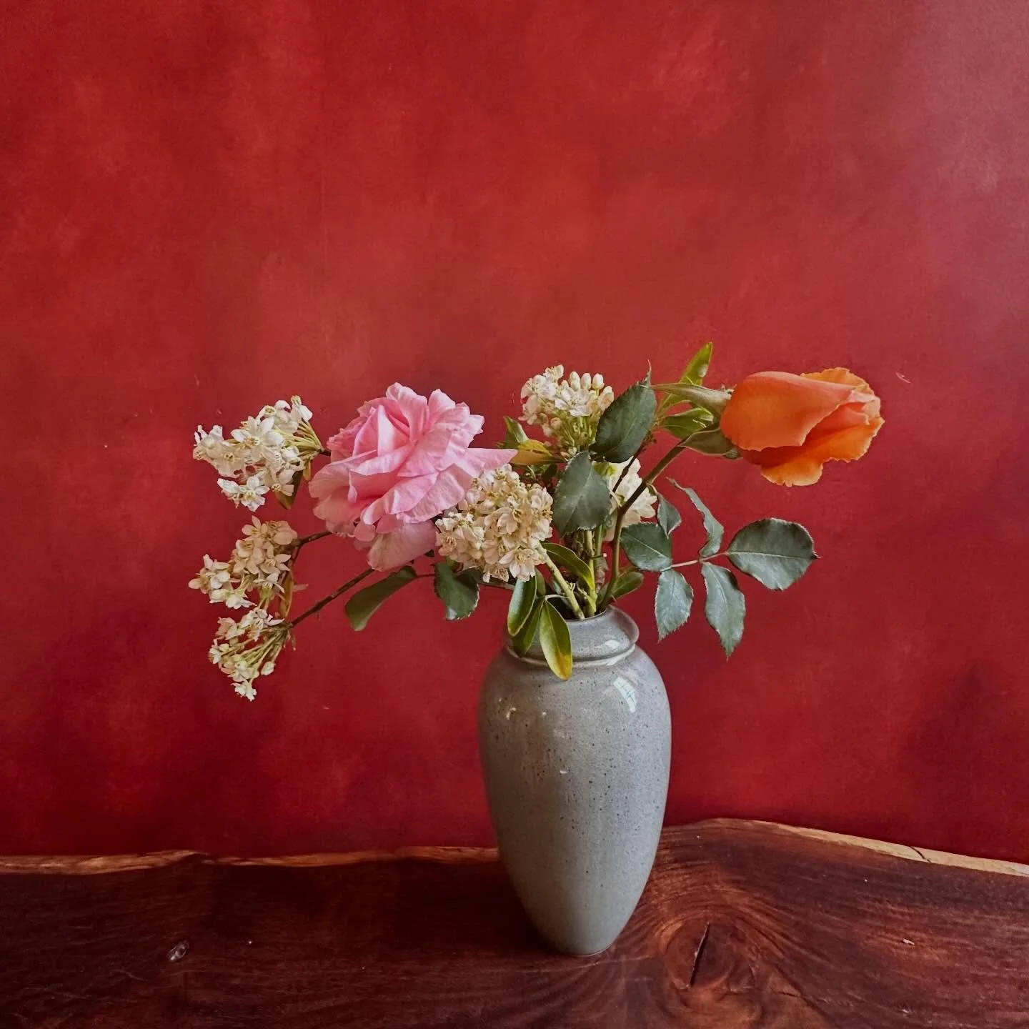 2026's final tulips and first roses. Meet Violet, our farm's latest addition who's passionate about flowers and nature! We're planting dahlias and sunflowers, and planning wine and flower events. #path to purpose, #flowers #floret #sonomacounty