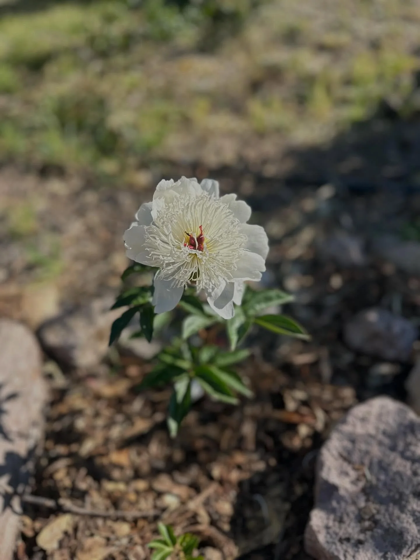 First bloom of Peonies, baby bluebirds singing, and a gopher snake - Spring is here!