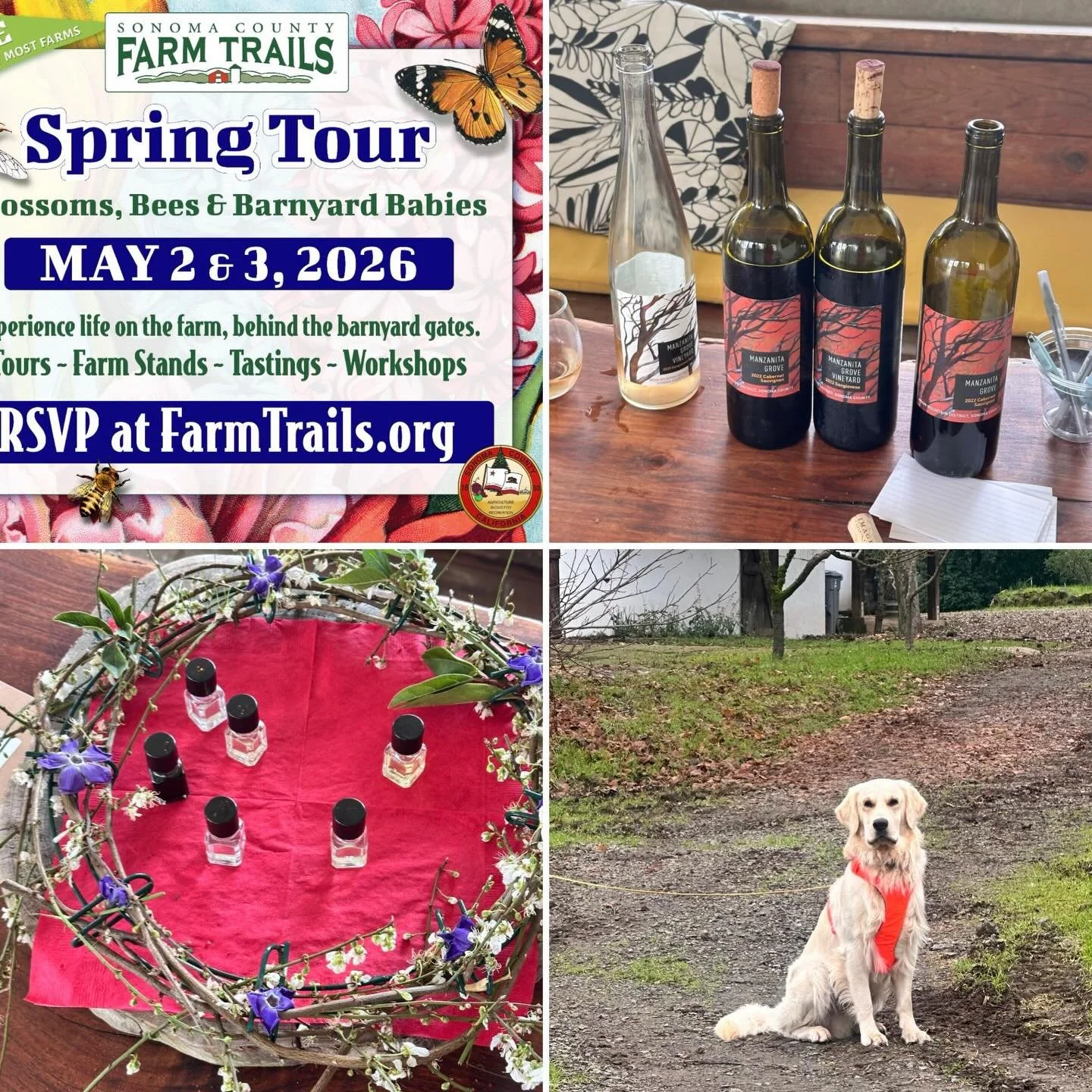 This is Scout. He finds truffles for a living. 🐾
This Saturday he&rsquo;s putting on a show &mdash; live truffle hunting demo at Manzanita Grove, alongside a guided wine tasting and a mystery scent game where YOU try to identify 6 classic wine aroma
