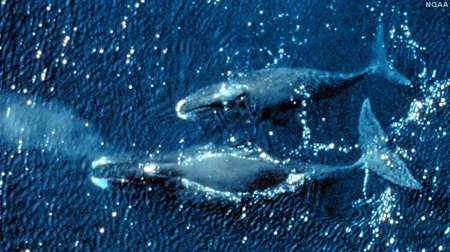The Whale Hunters