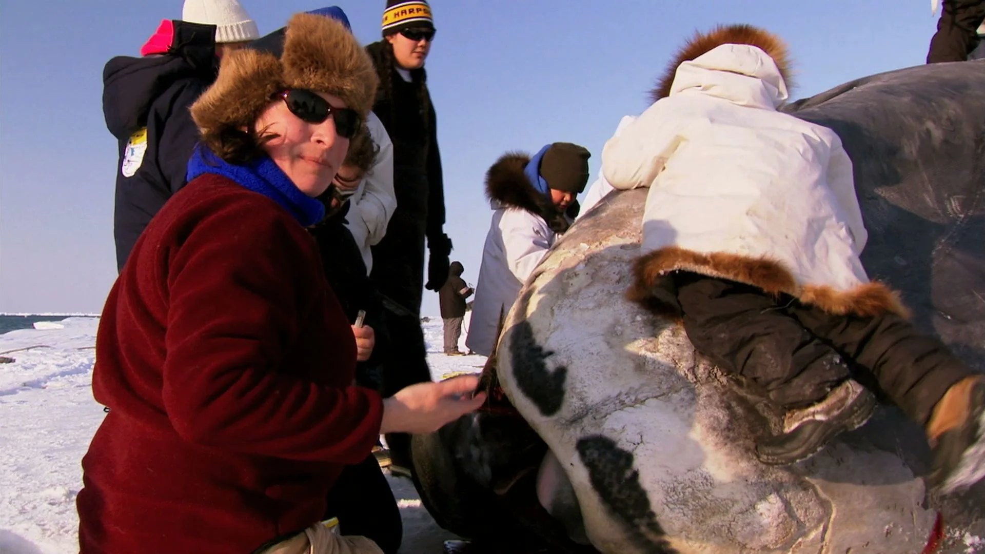 Cheryl Rosa is a marine biologist in Barrow. Her teams heads out to every bowhead taken in the hunt making them the most intensely studied baleen whales on earth.