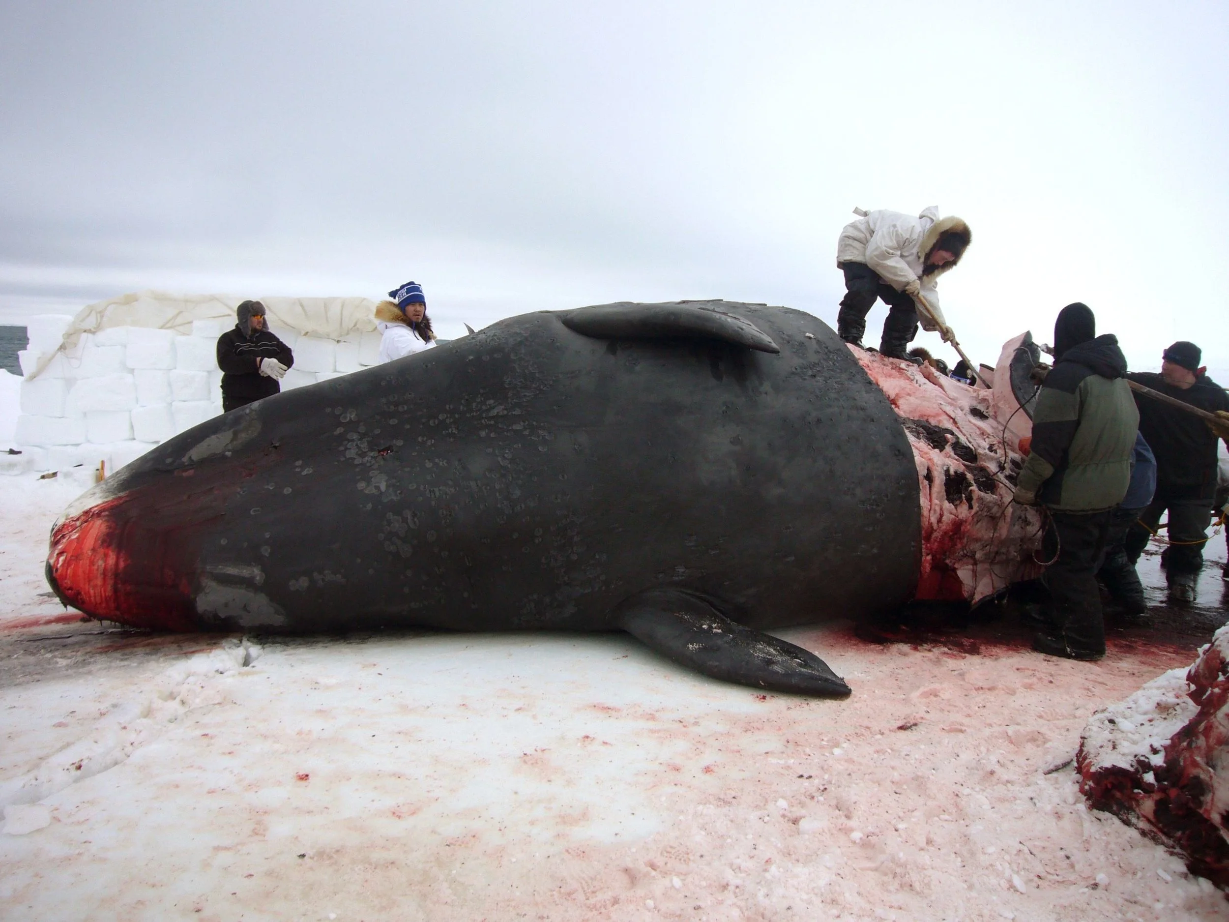 Barrow whale hunters strip off muktuk to feed the village.