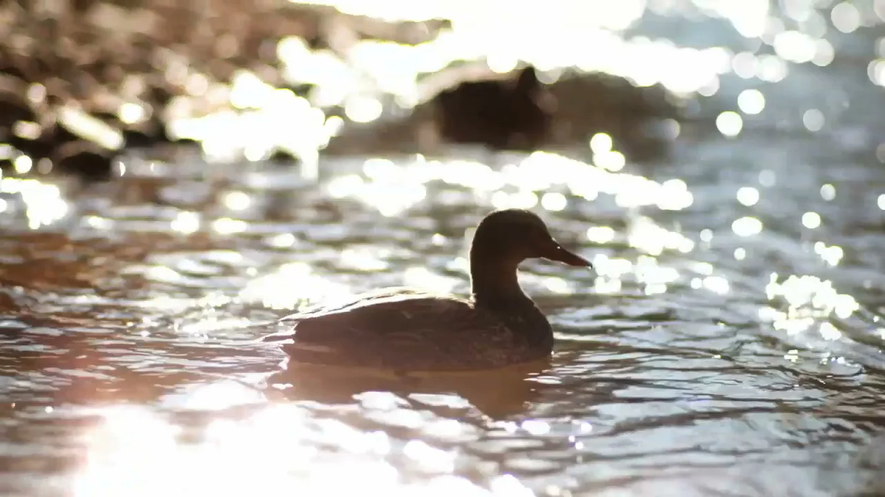 Boulder Creek is the jewel that runs through this Colorado city.