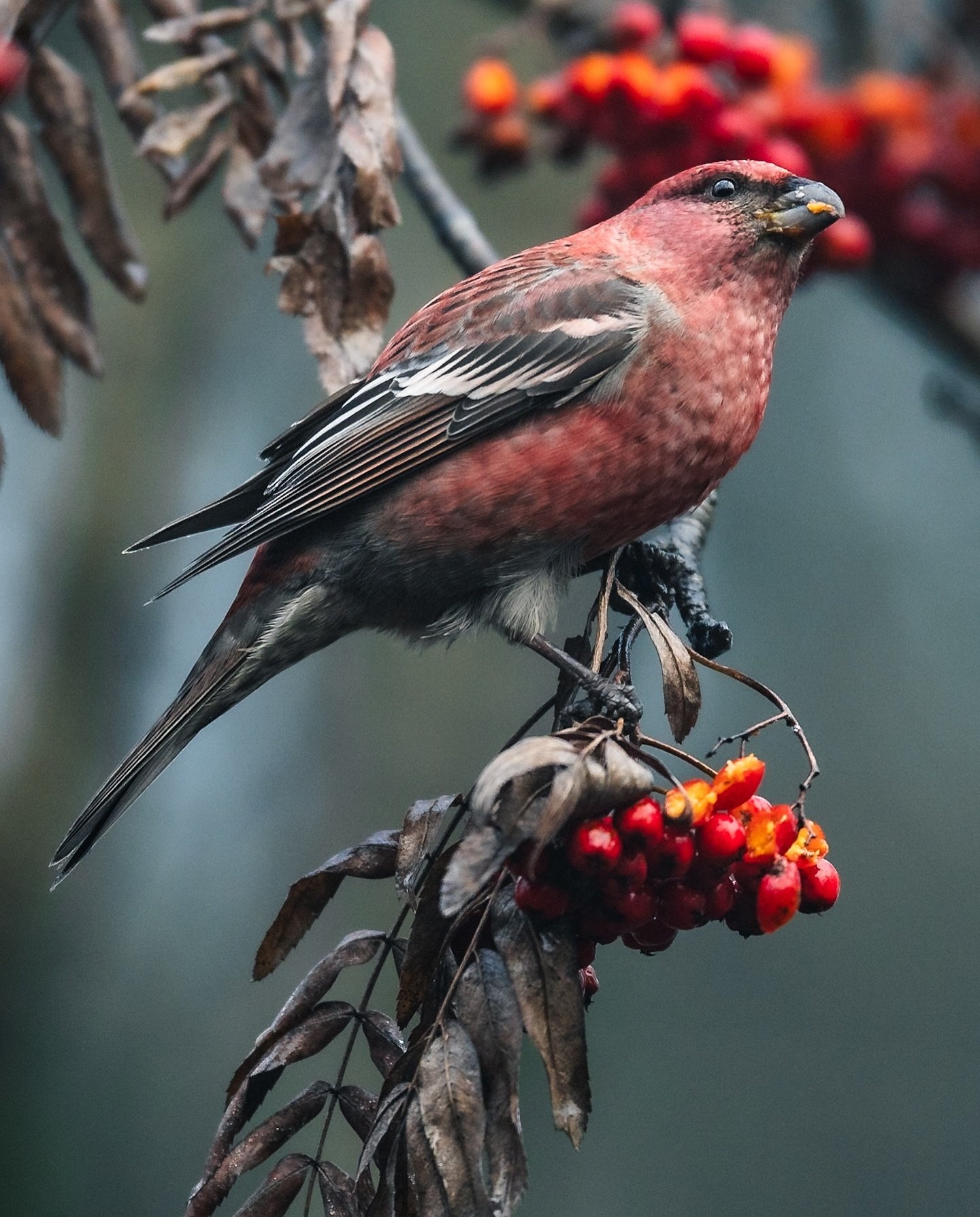 Konglebit er en sjelden gjest p&aring; &Oslash;stlandet. Den holder vanligvis til i den nordlige delen av Norge, Troms og Finnmark, men enkelte &aring;r kommer mange s&oslash;rover. Sist den ble observert i Oslo var i 2021🦜
📷 Canon EOS R6 - Canon 3
