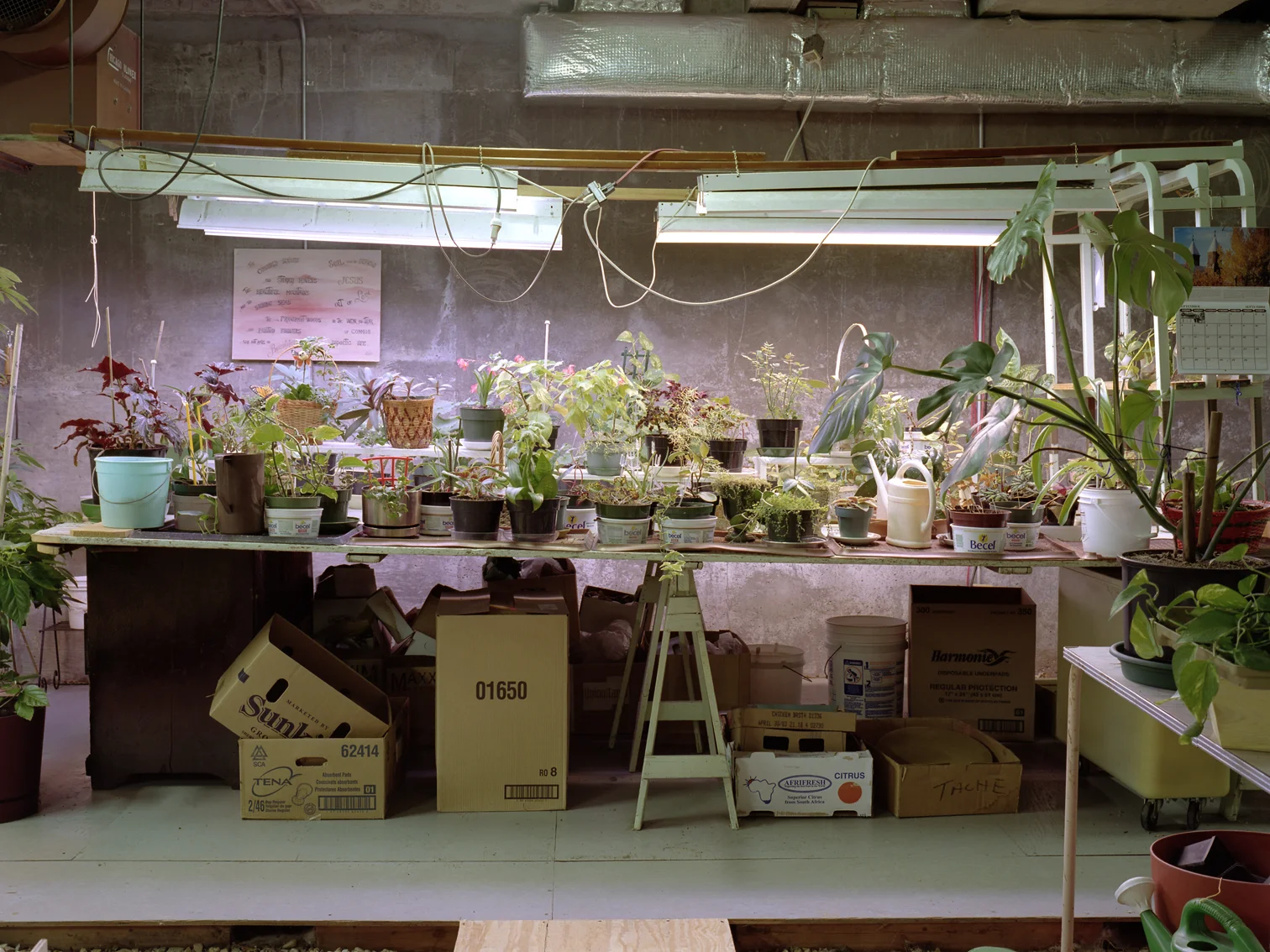 GREENHOUSE colour photograph , 30"× 40" , 2006