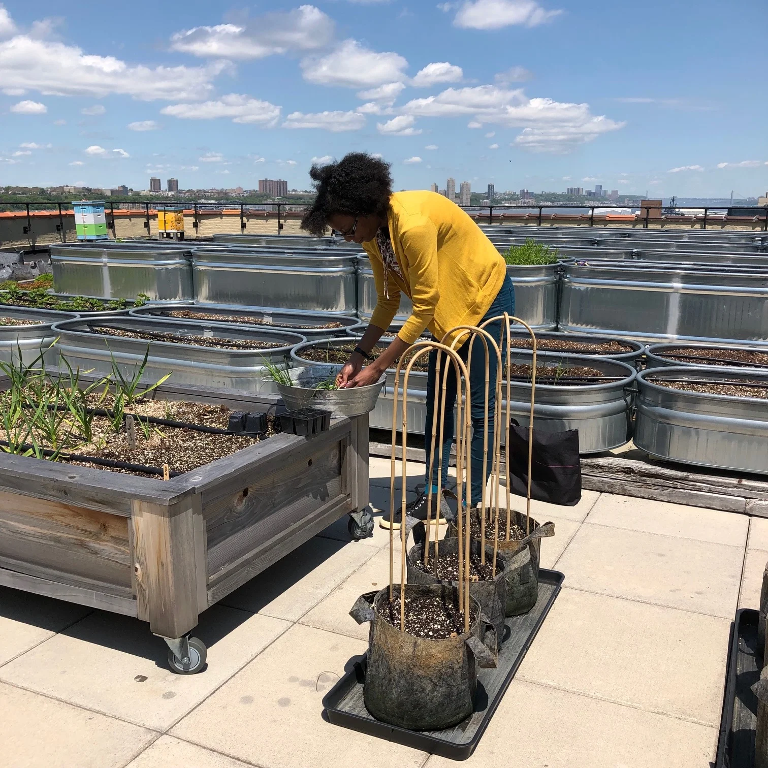 GardenDevelopmentCabernetOnions20190805.jpg