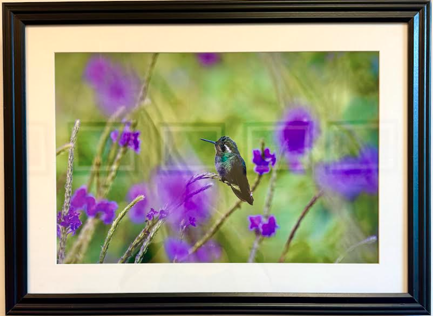 July Gallery Exhibit