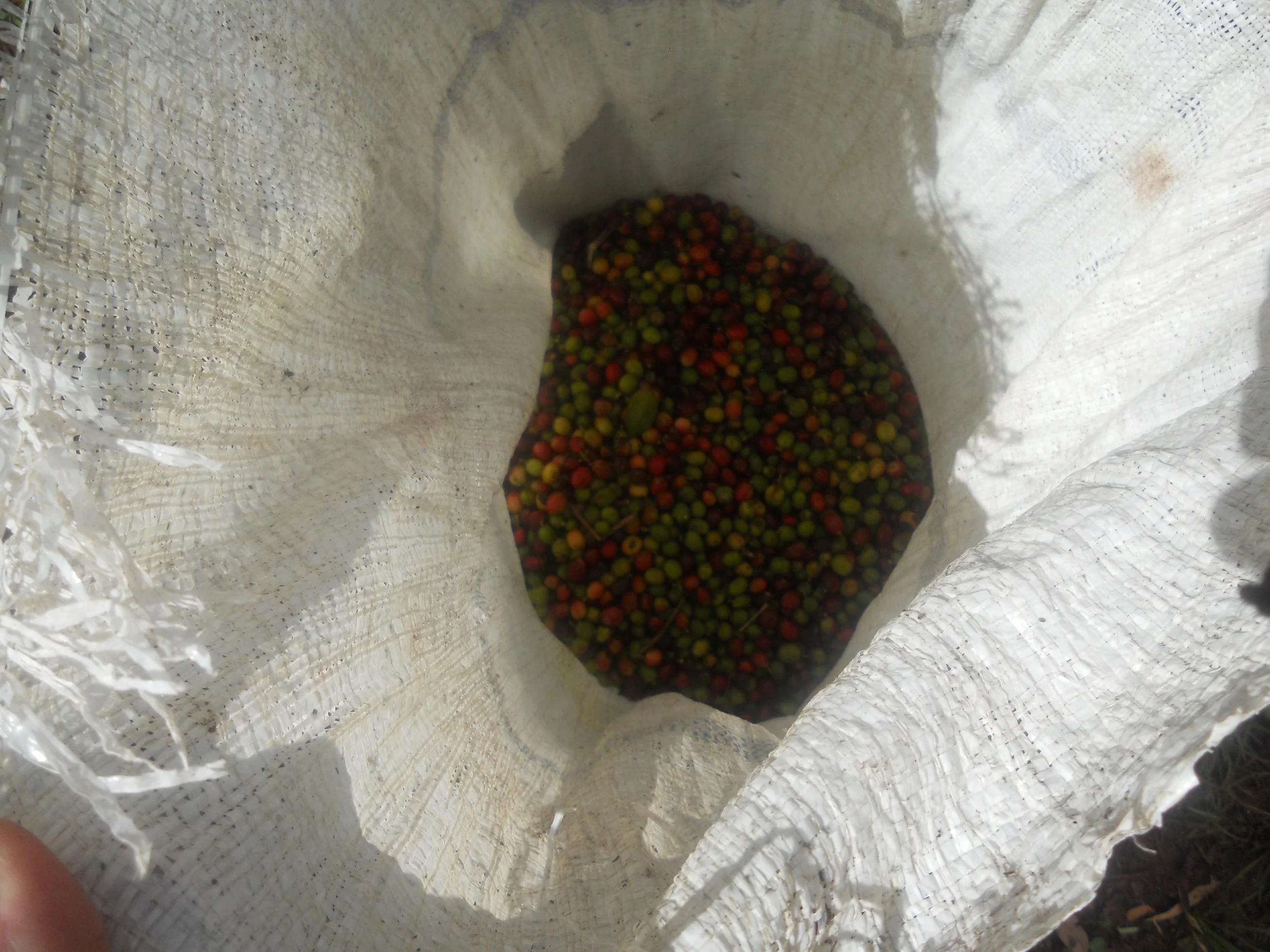 "CHERRIES, RIGHT AFTER THEY WERE PICKED"