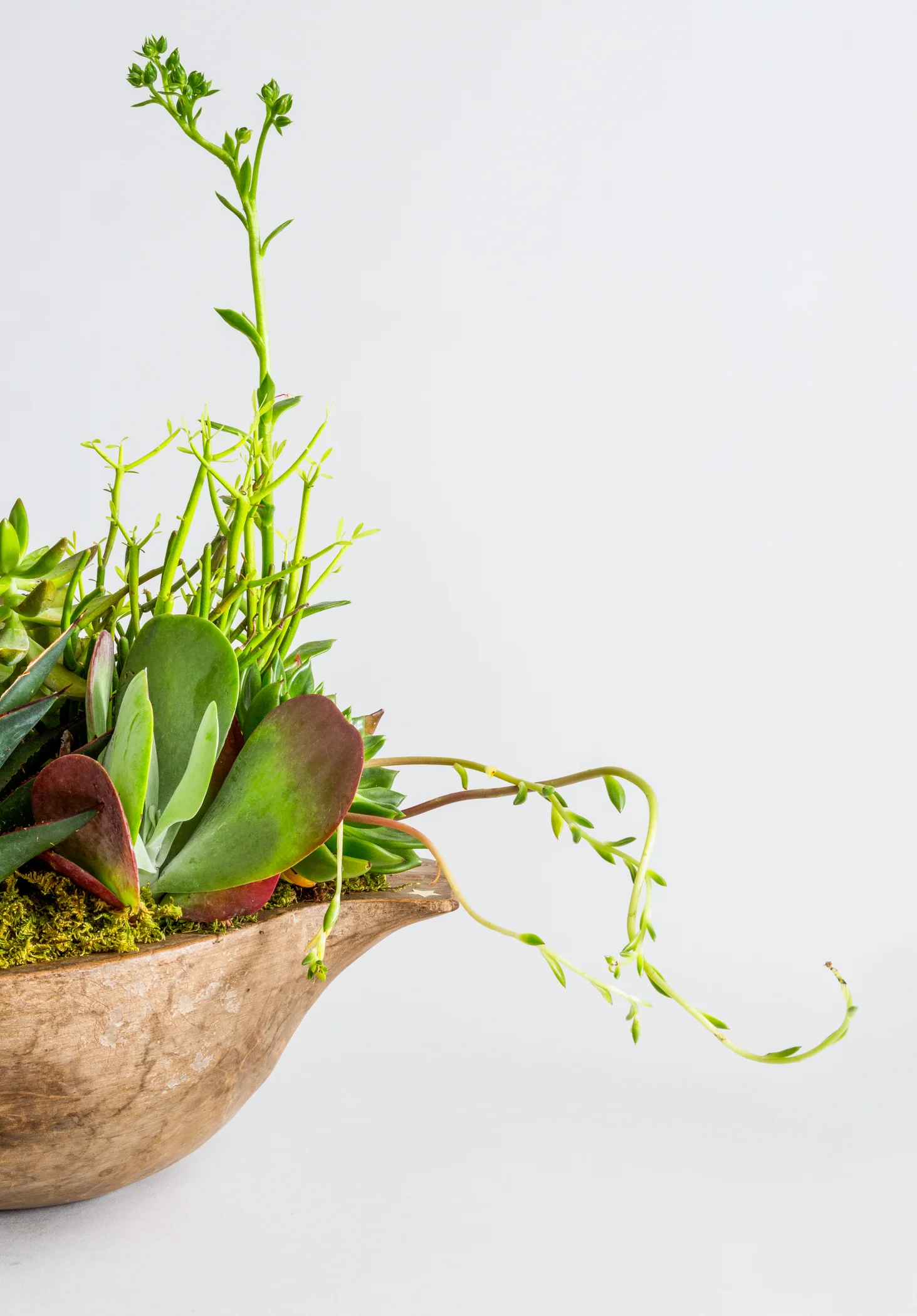 FAT_PLANT_220_DETAIL_V3.jpg