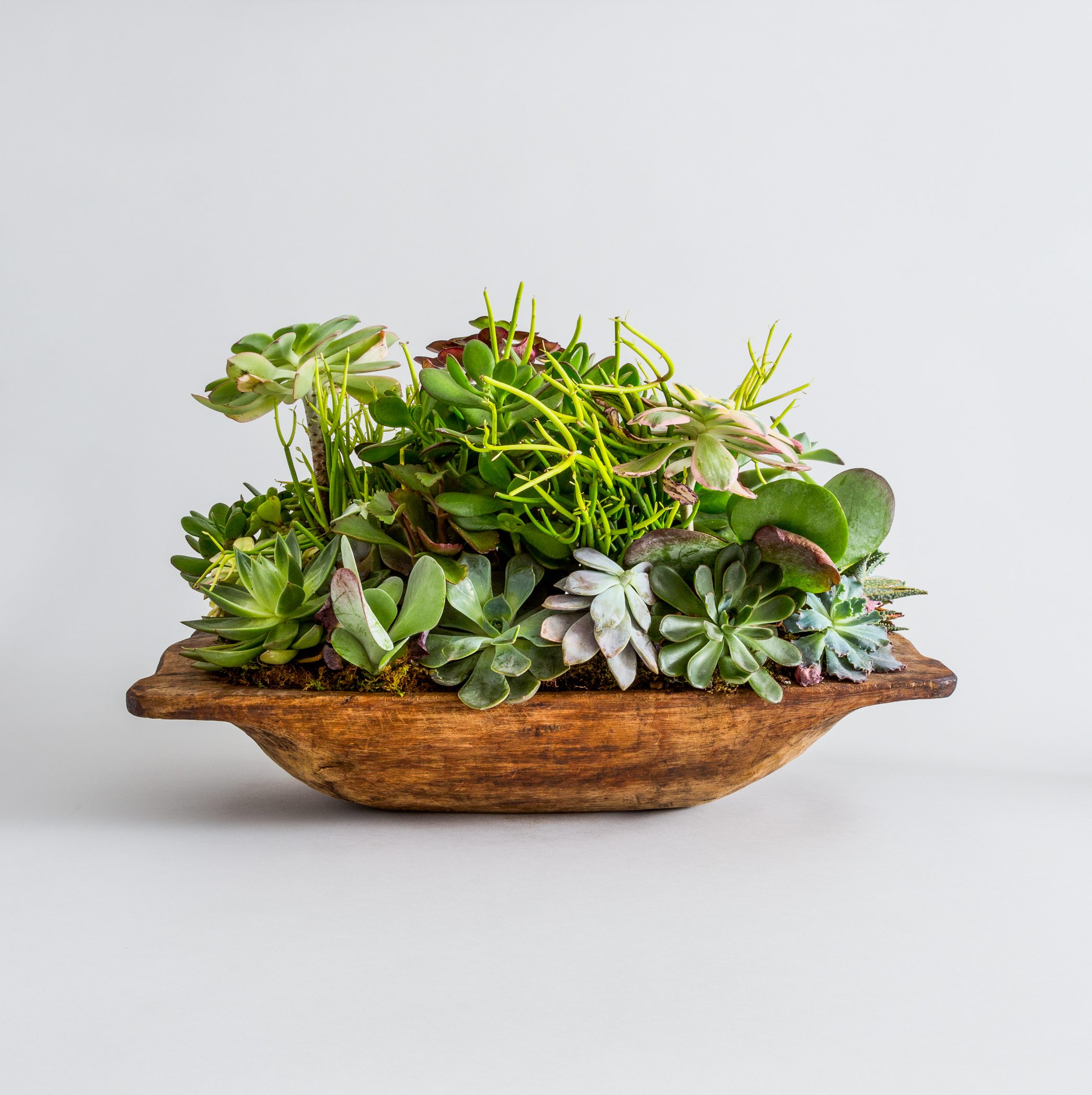 FAT_PLANT_BACK_276_V3.jpg