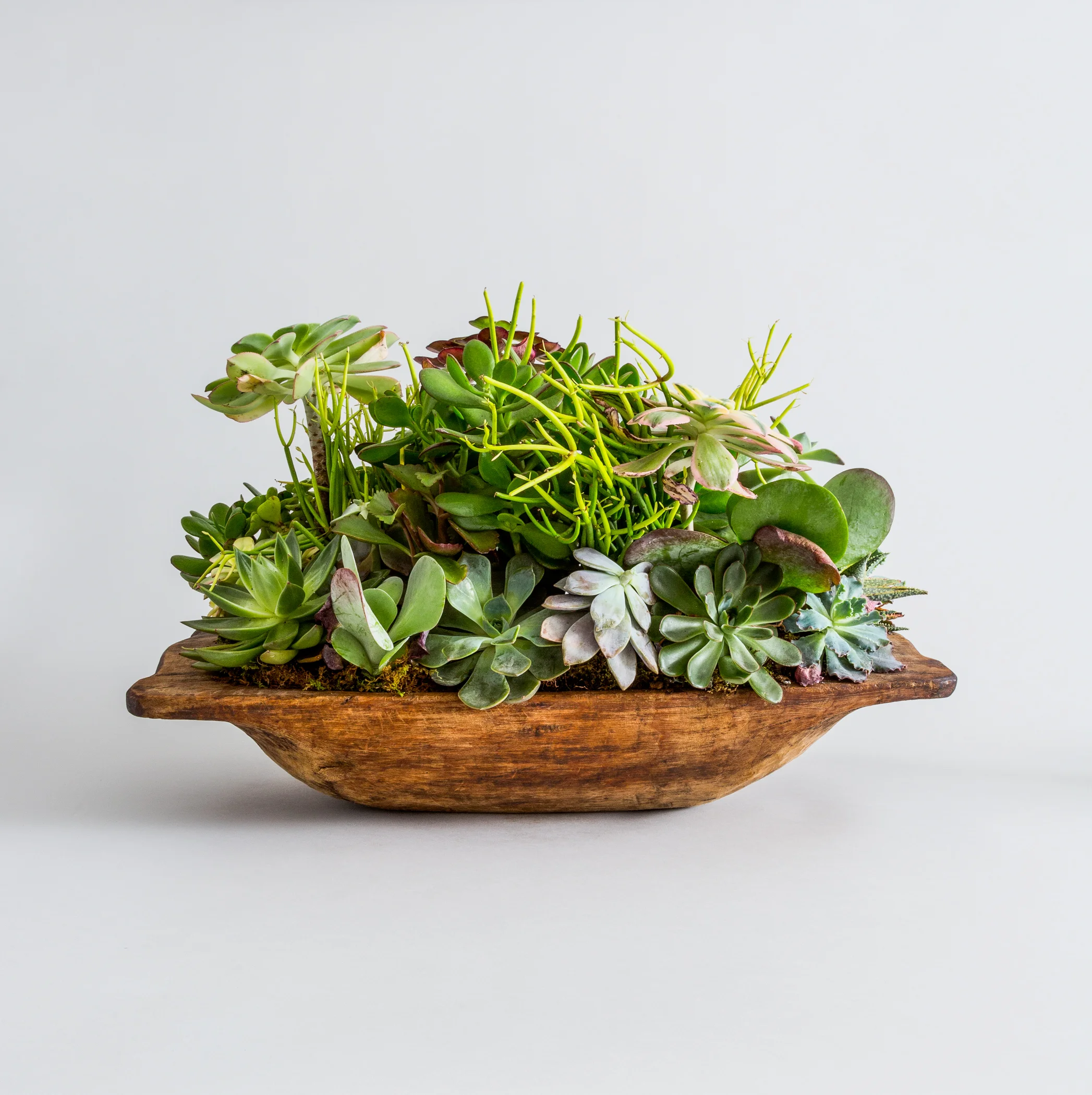 FAT_PLANT_BACK_276_V3.jpg
