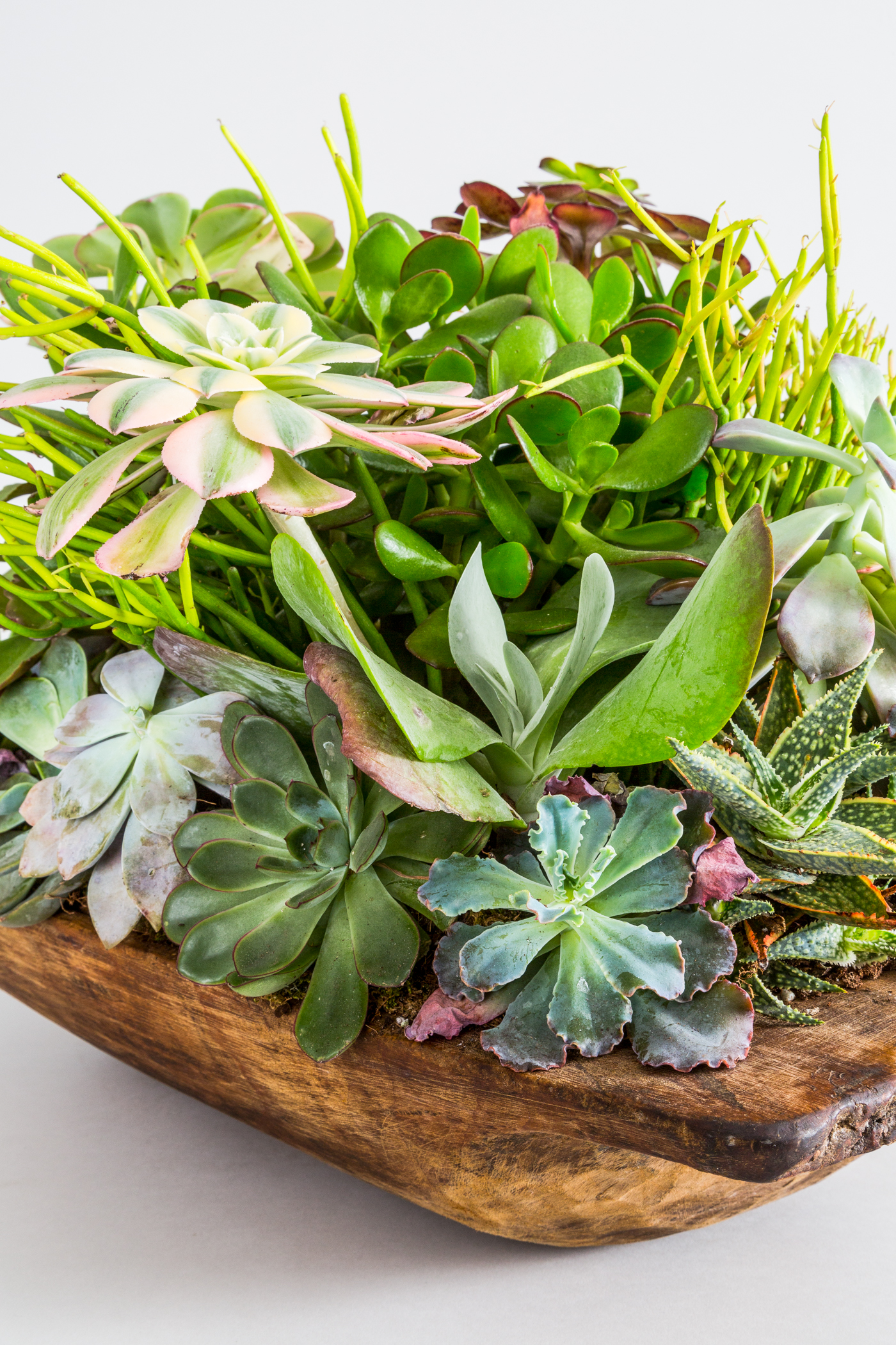 FAT_PLANT_DETAIL_200_V3.jpg
