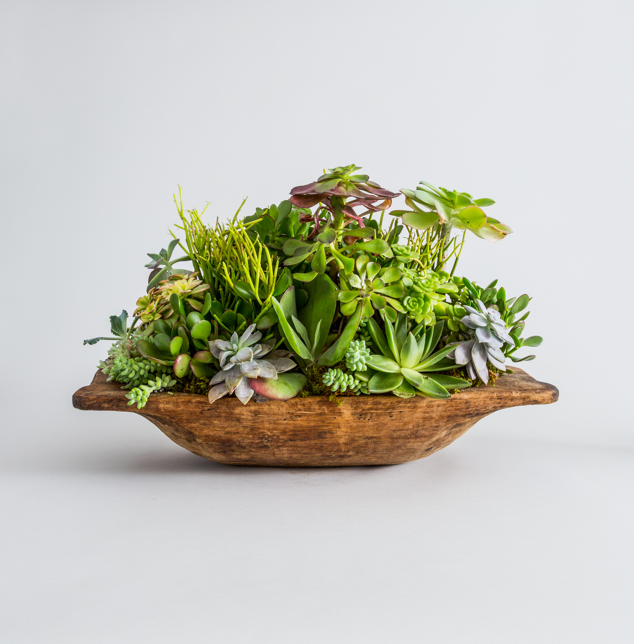 FAT_PLANT_FRONT_277_V3.jpg