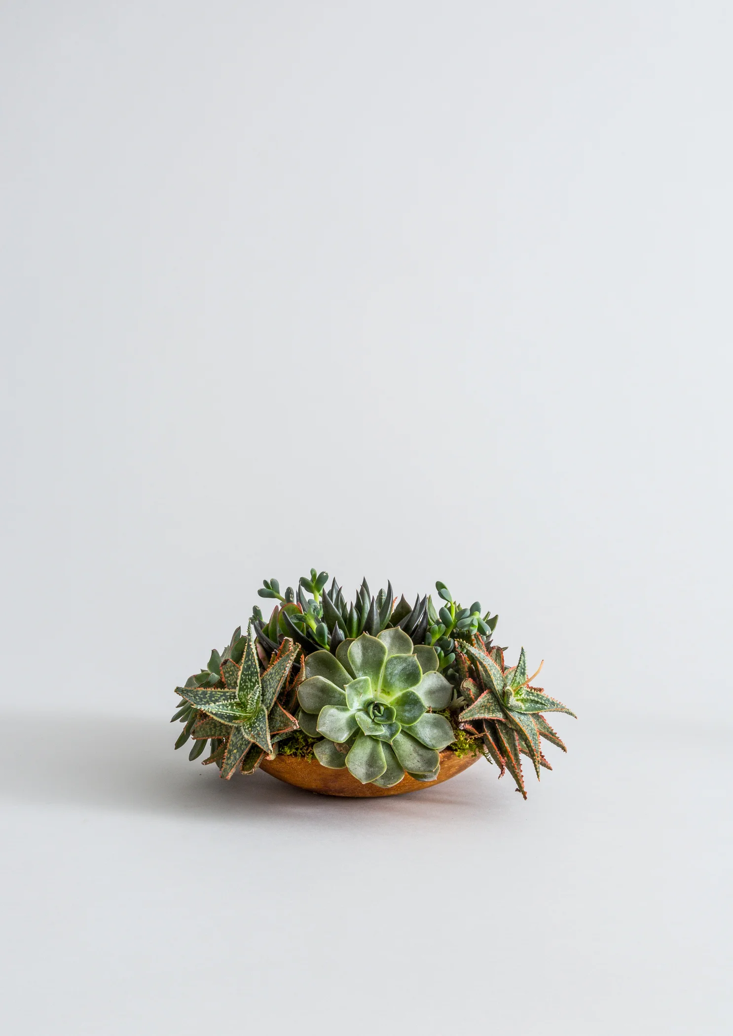 FAT_PLANT_255_BACK_V3.jpg
