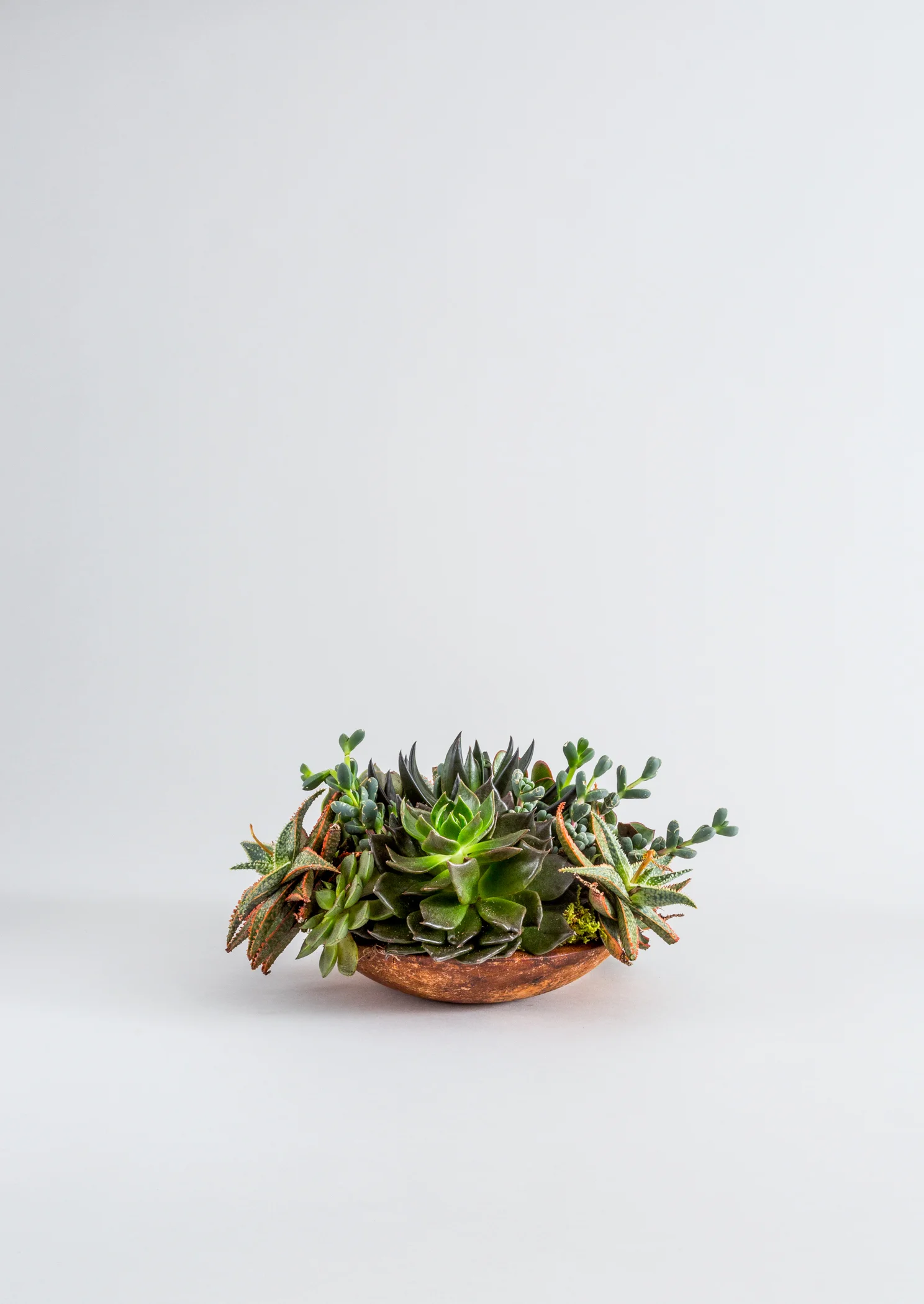FAT_PLANT_256_FRONT_V3.jpg