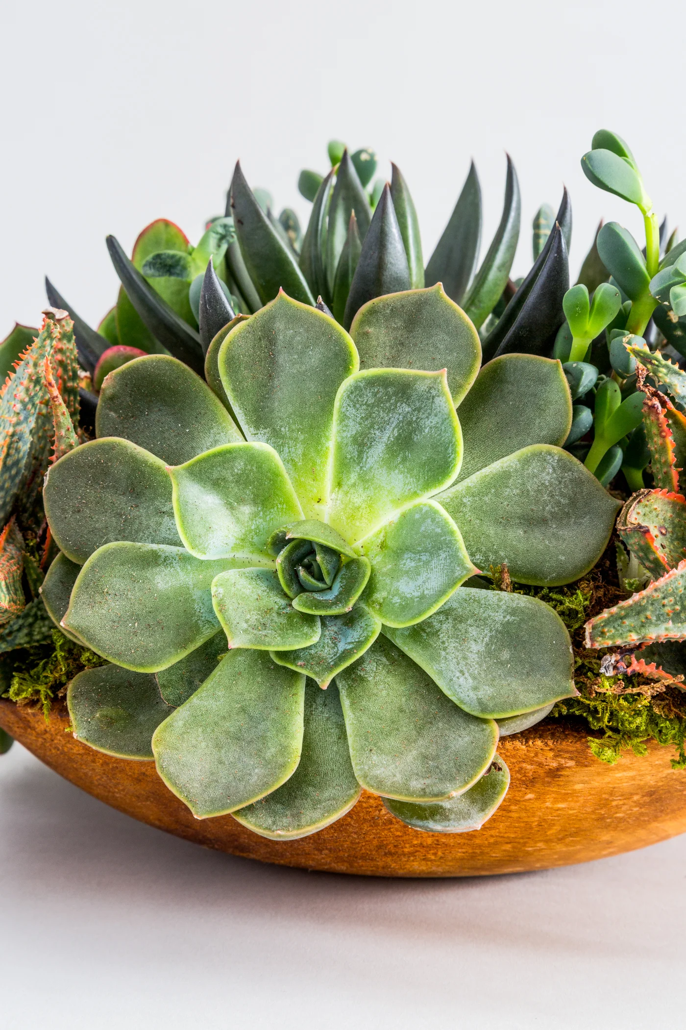 FAT_PLANT_243_DETAIL_V3.jpg