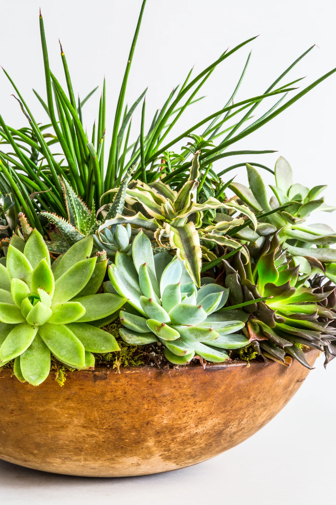 FAT_PLANT_233_DETAIL_V3_A.jpg