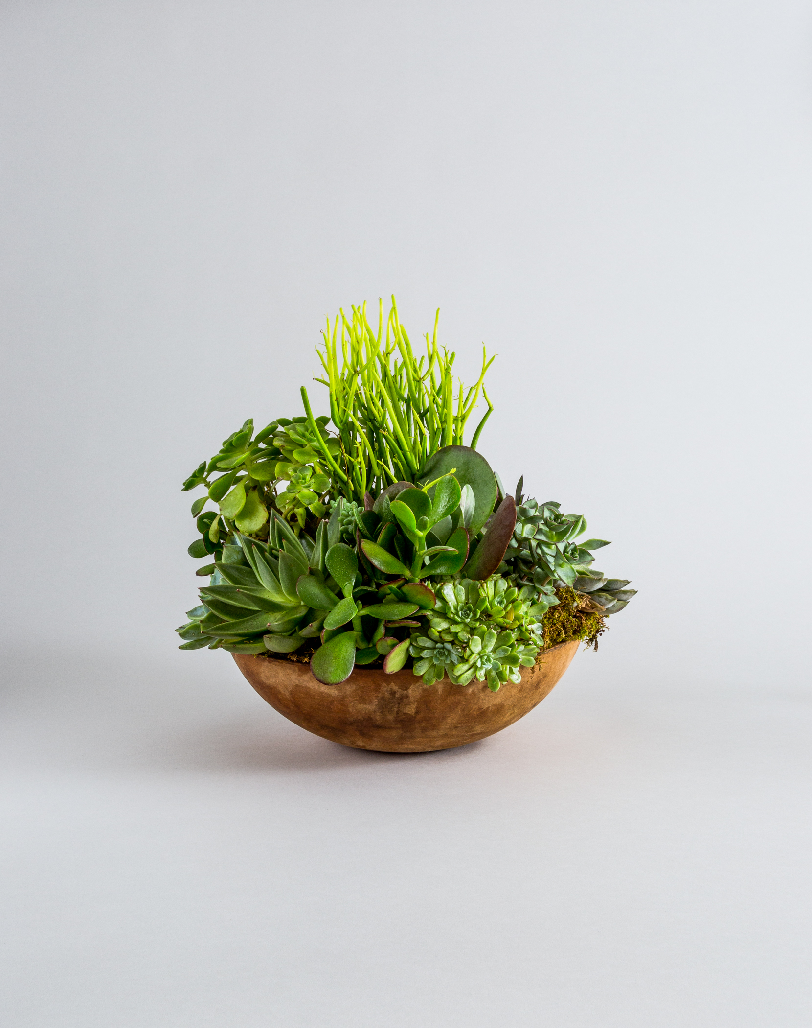 FAT_PLANT_404_V3.jpg