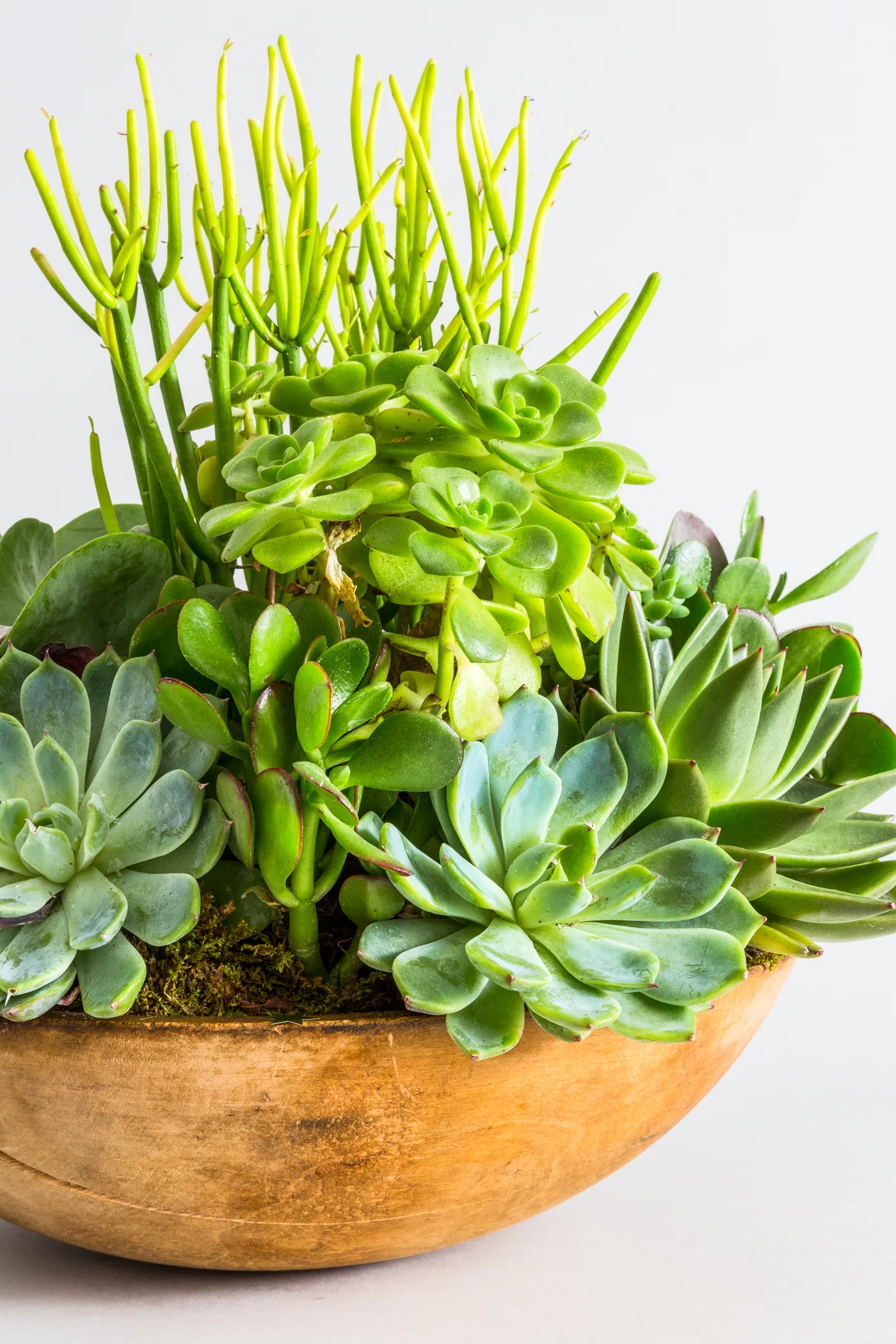 FAT_PLANT_231_DETAIL_V3.jpg