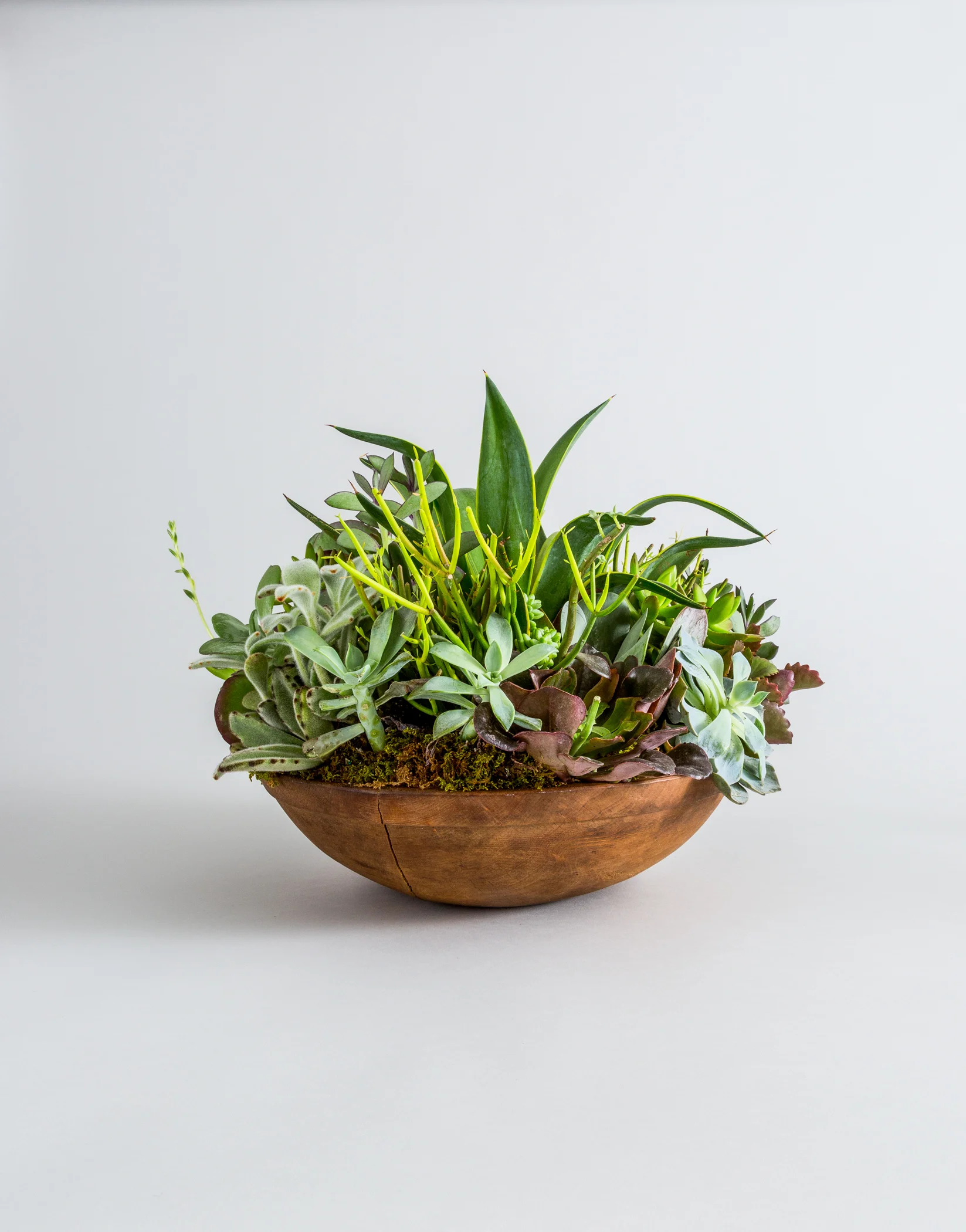 FAT_PLANT_BACK_348_V3.jpg